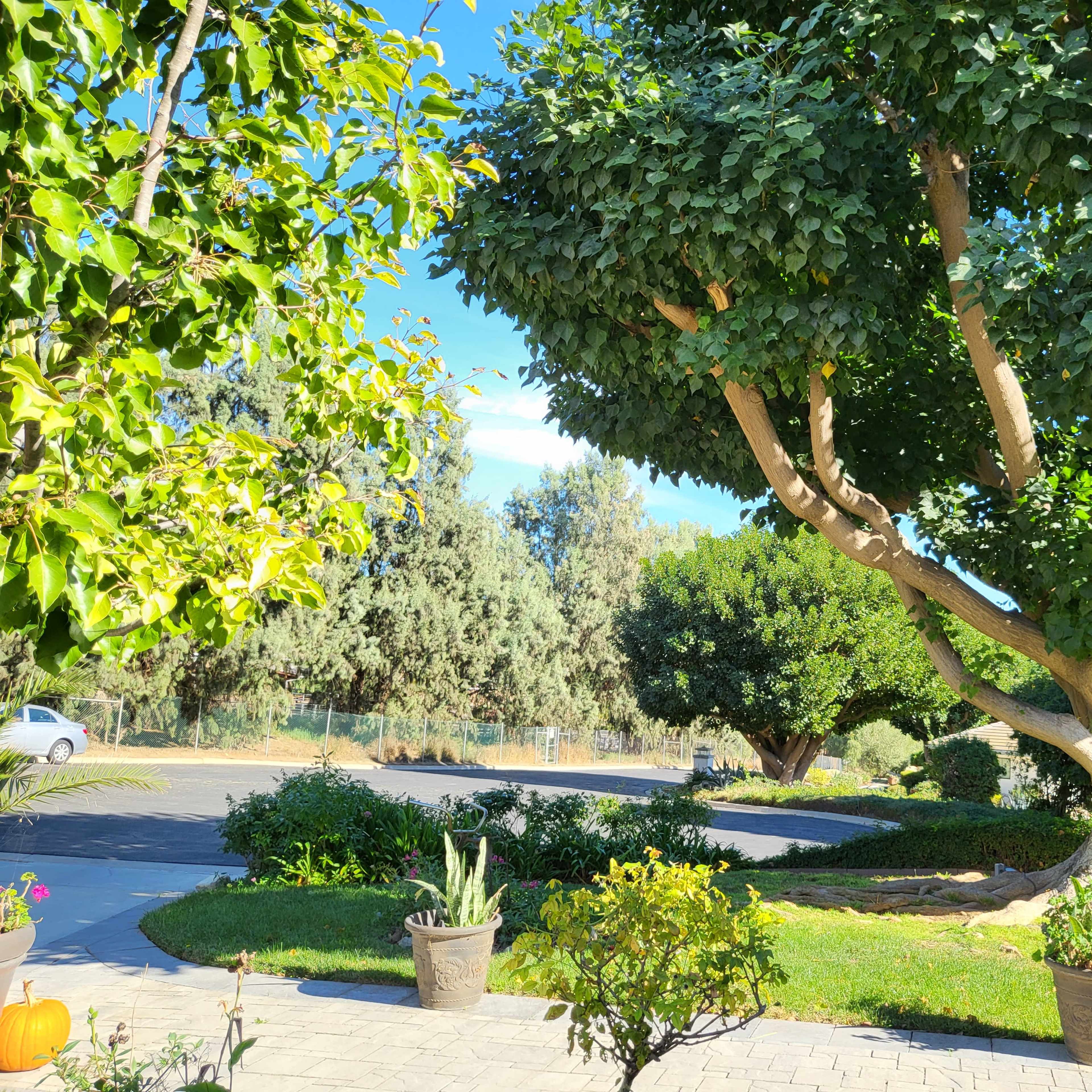 A landscaped garden with various trees and shrubs, leading to a curved road in the background.