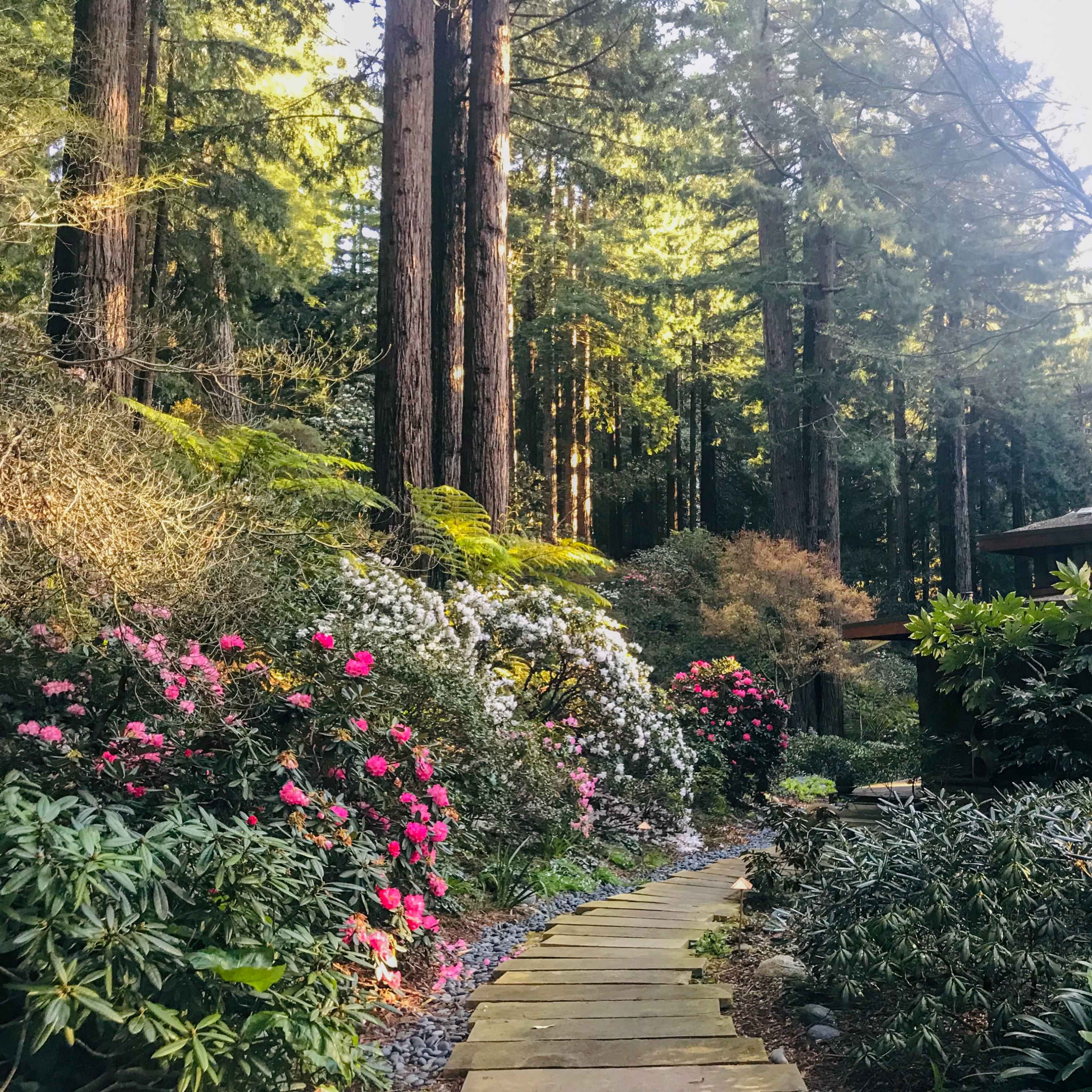 A stone pathway winds through a garden filled with colorful flowers, leading to a cabin surrounded by tall trees.