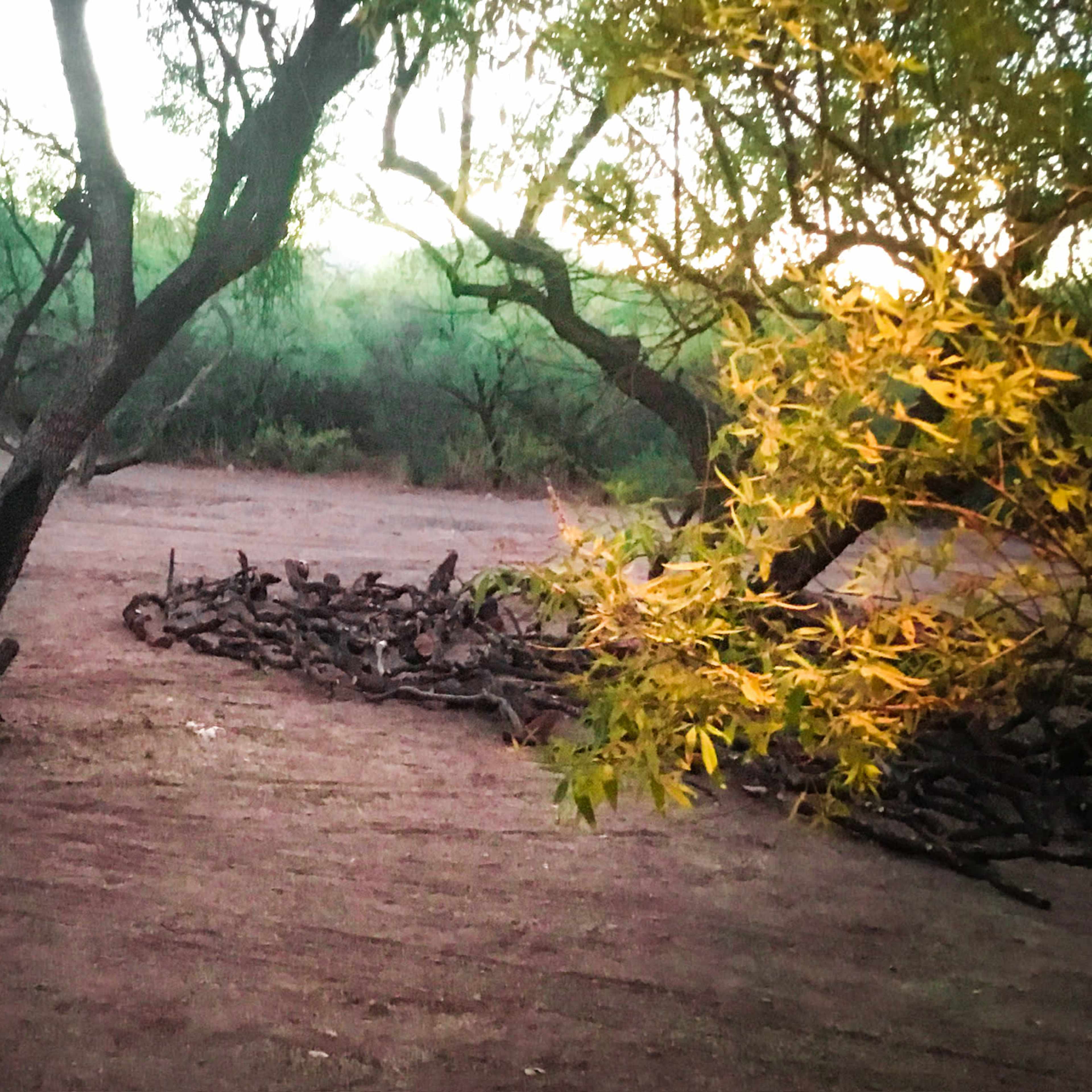 The scene shows a rustic landscape with scattered trees and a pile of branches on a dirt ground, illuminated by soft evening light.