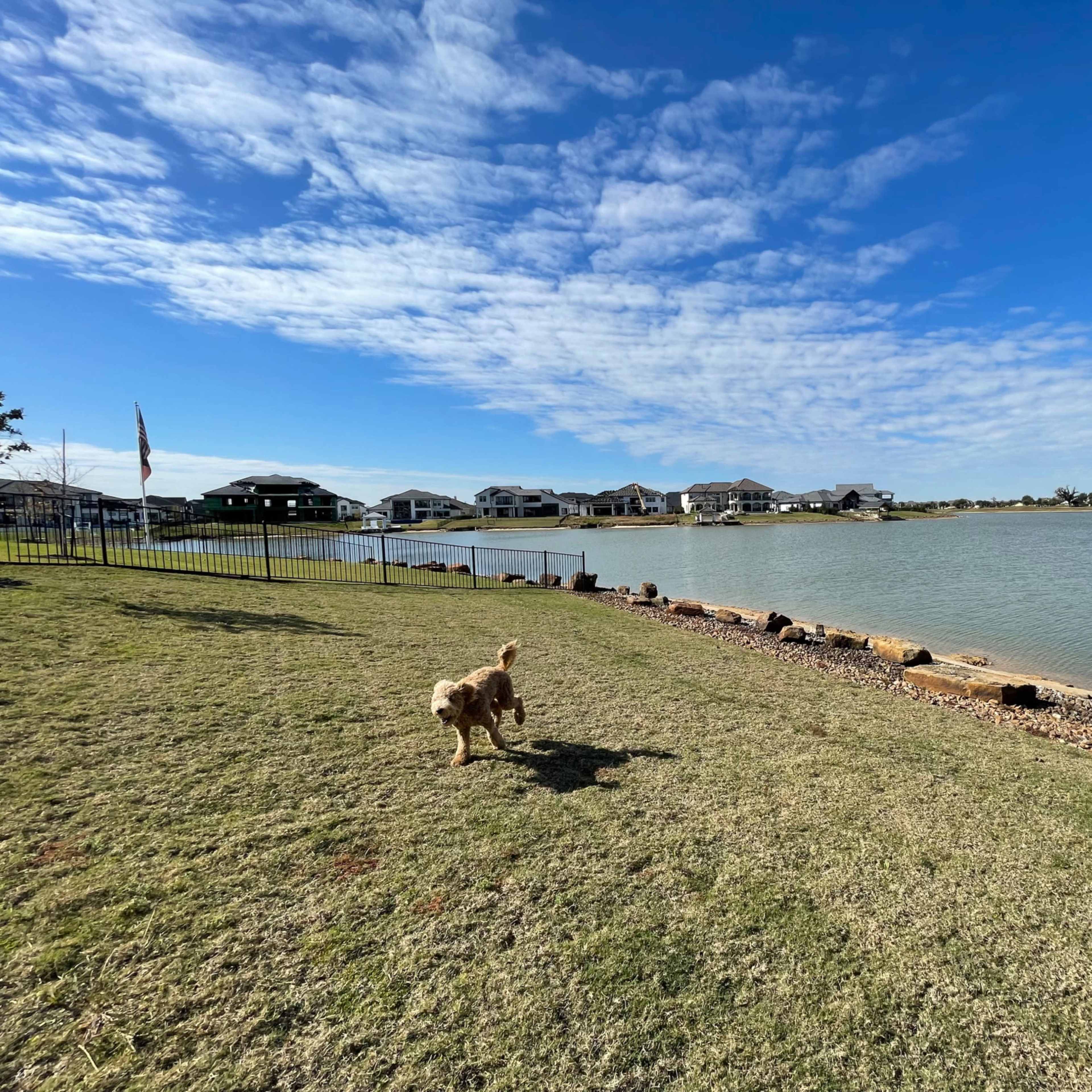 A dog runs along a grassy shoreline next to a calm body of water with houses visible in the background.
