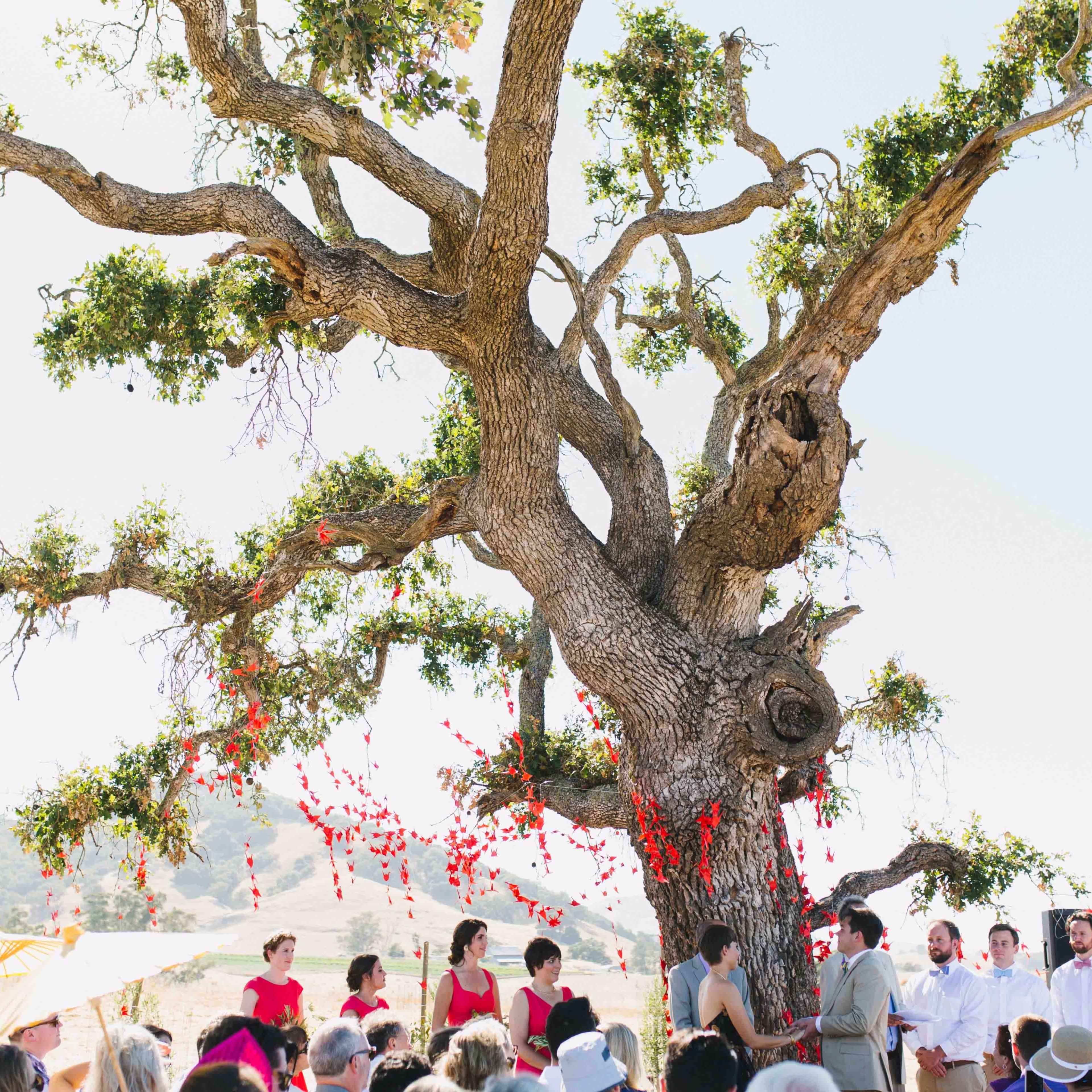 A wedding ceremony is taking place under a large tree adorned with red decorations, surrounded by guests seated on the grass.
