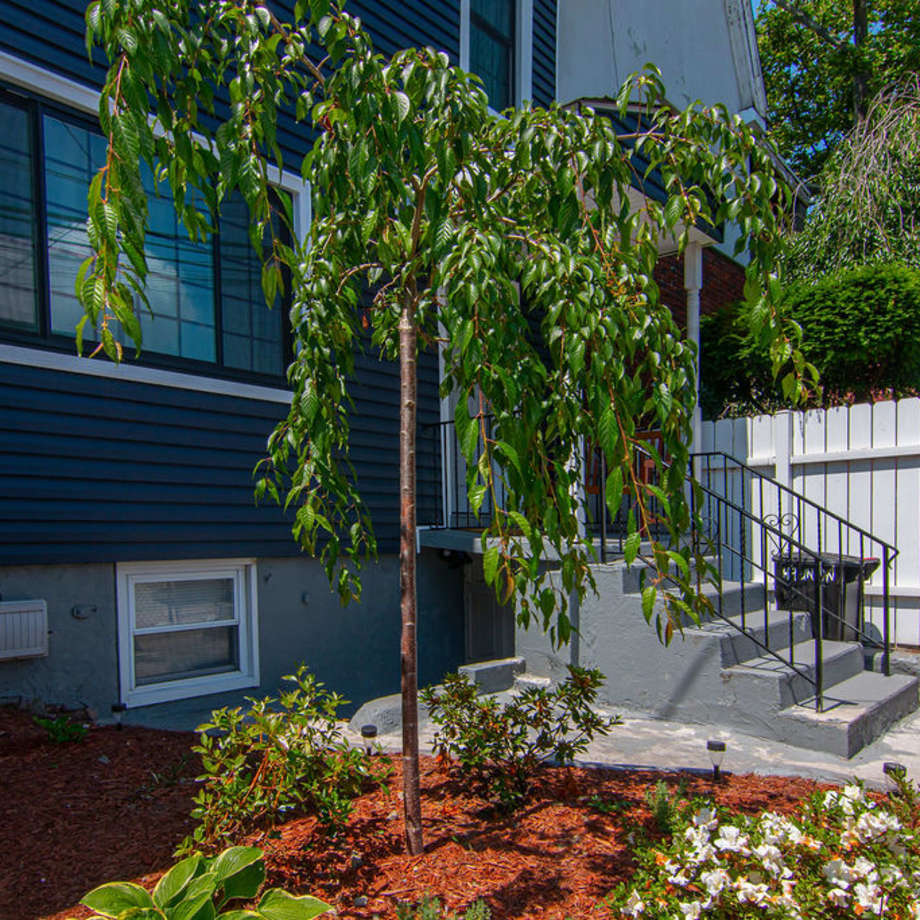 A small tree with drooping branches stands beside a structured walkway and landscaped area in front of a blue house.
