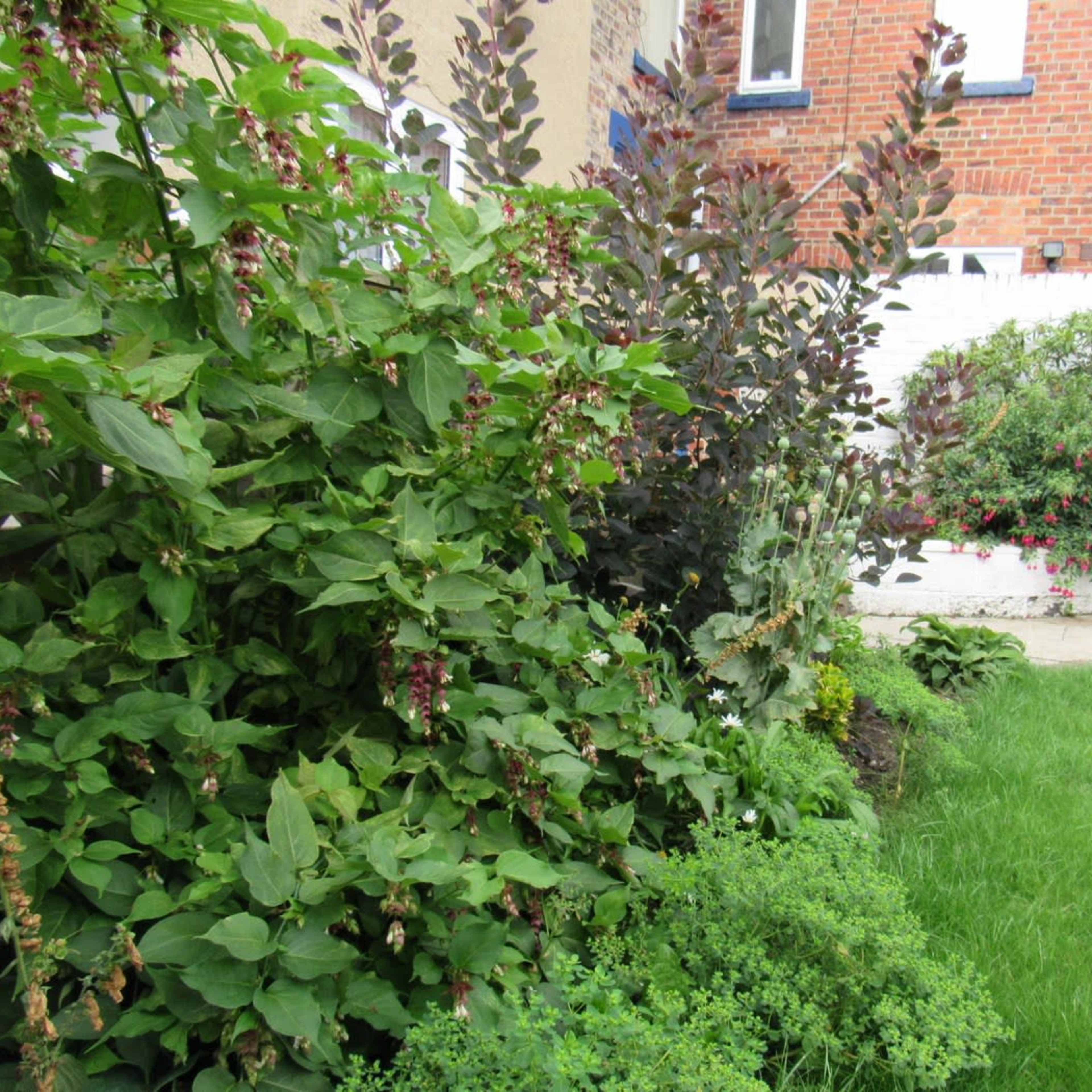 A garden scene features lush green plants and bushes along a white wall, with a patch of grass and a stone path.