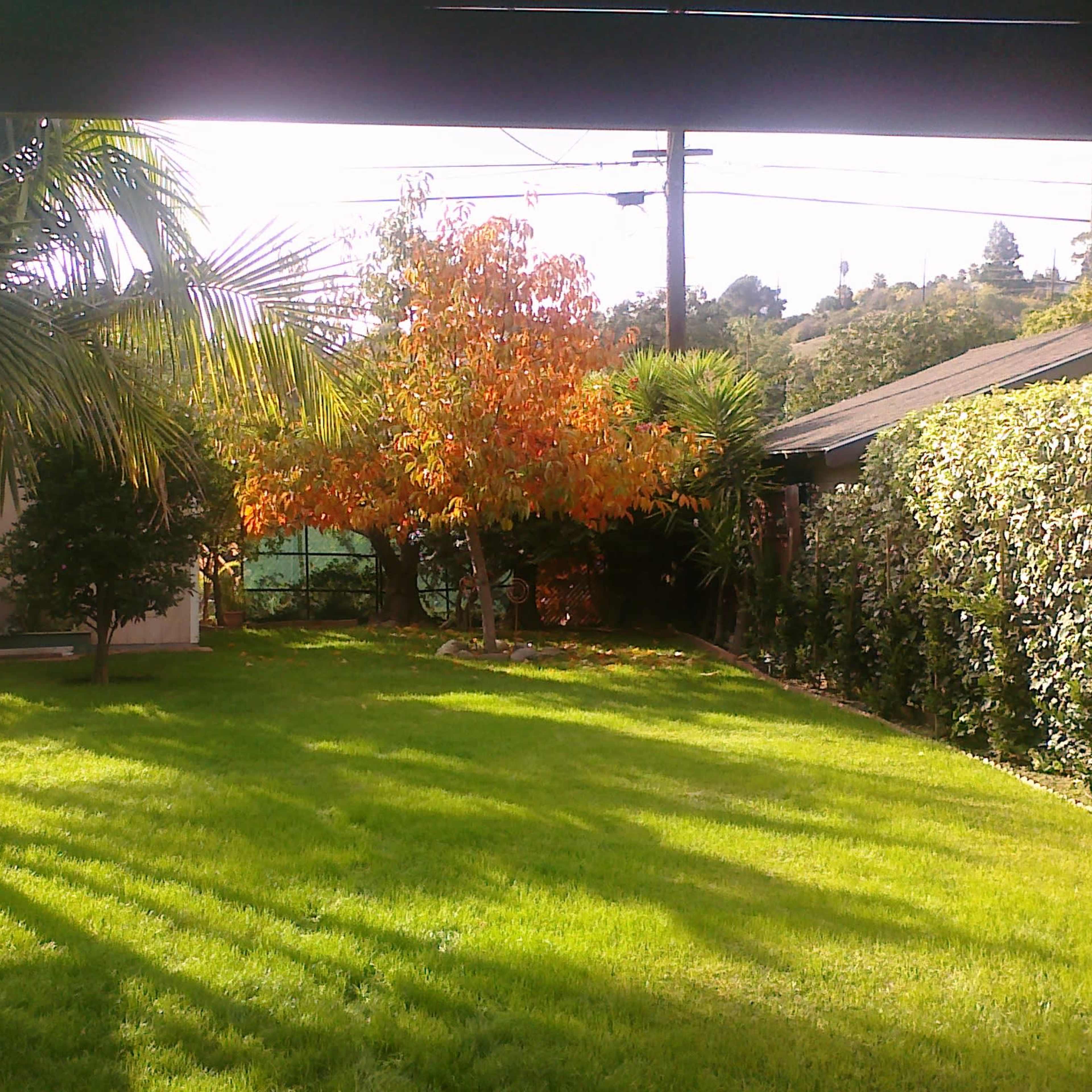 A backyard features a green lawn, palm trees, and an orange tree surrounded by shrubs and a nearby house.