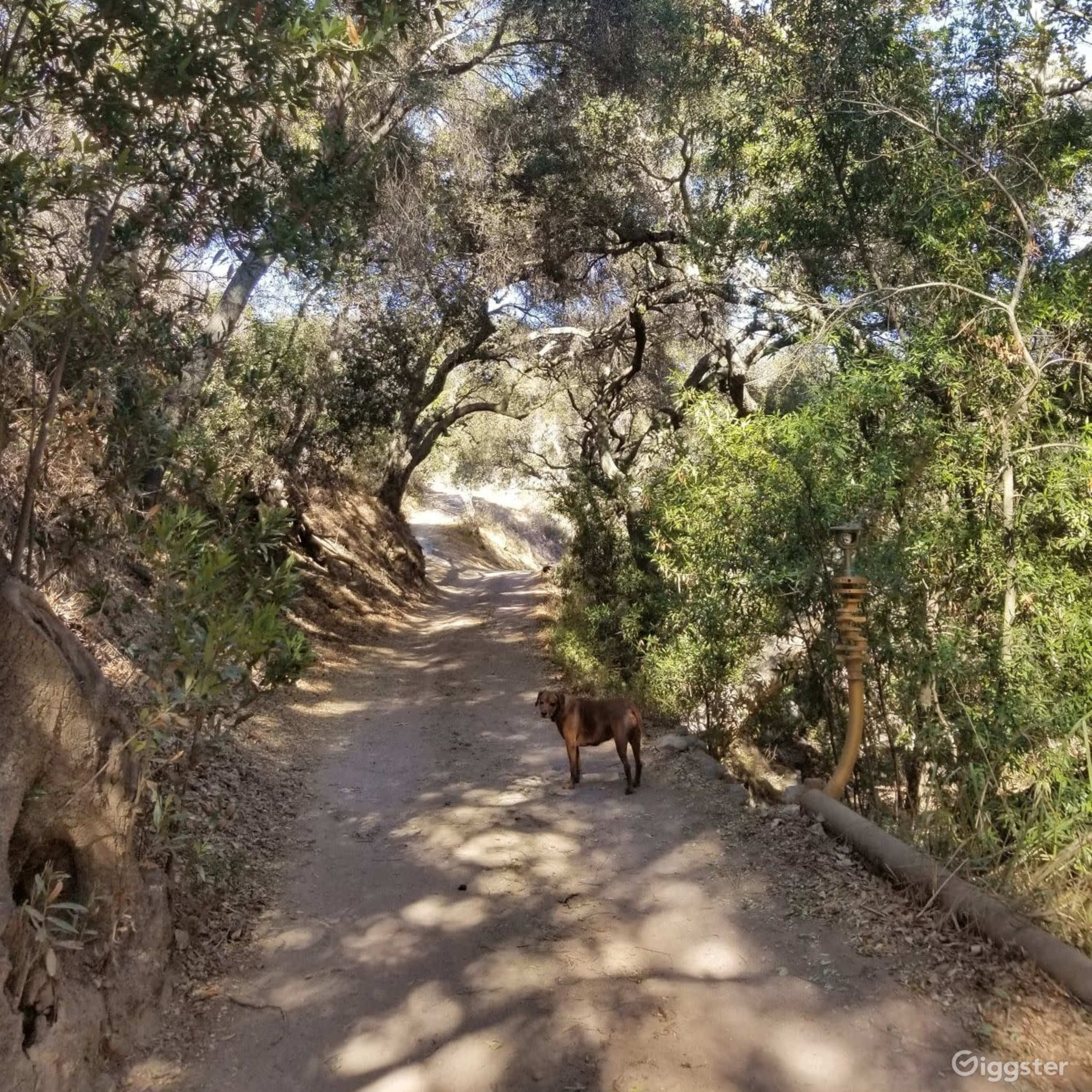 A dirt path meanders through a wooded area, with a dog standing on the trail.
