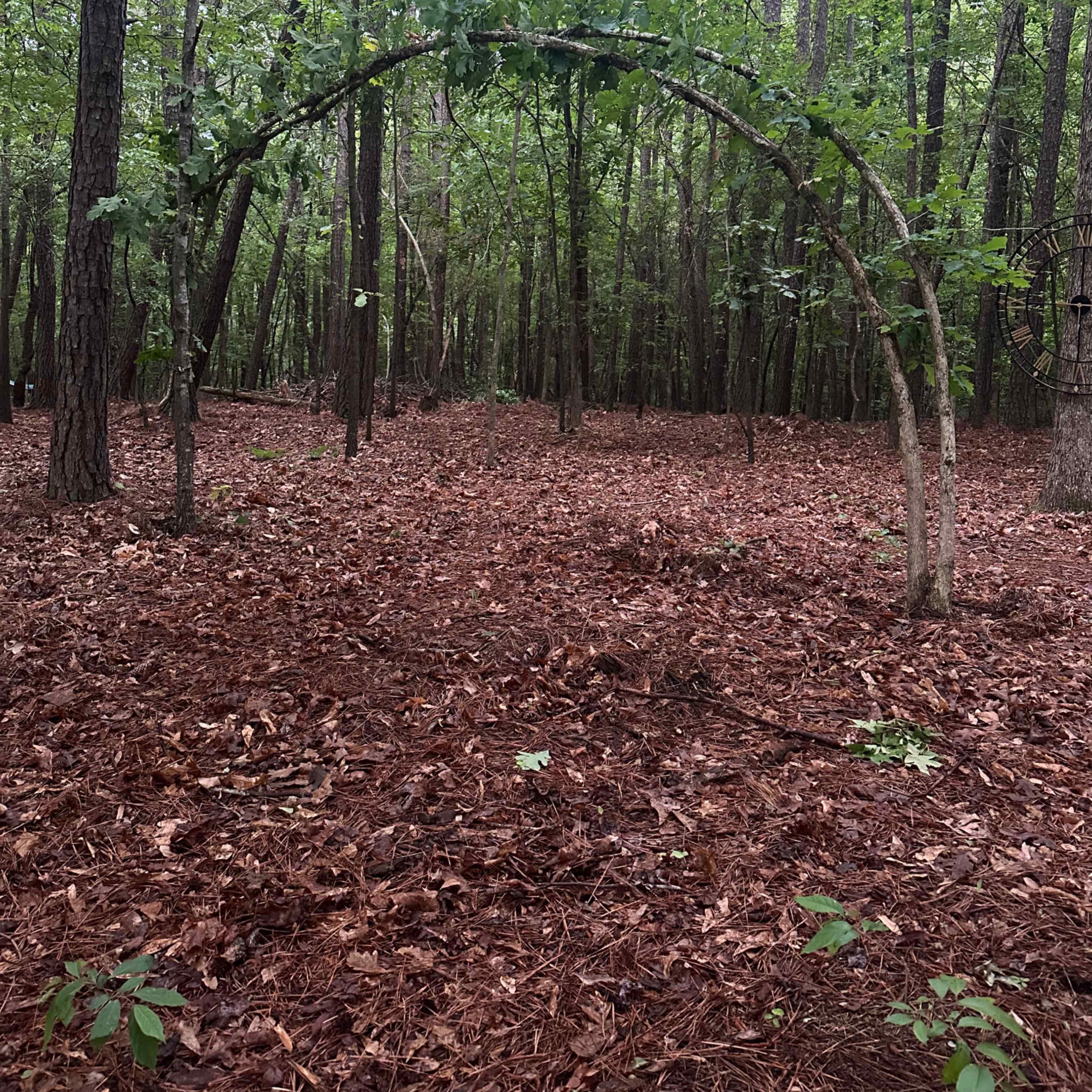 Woodland photo shoot location indoor/outdoor Image in Buford, Buford, GA
