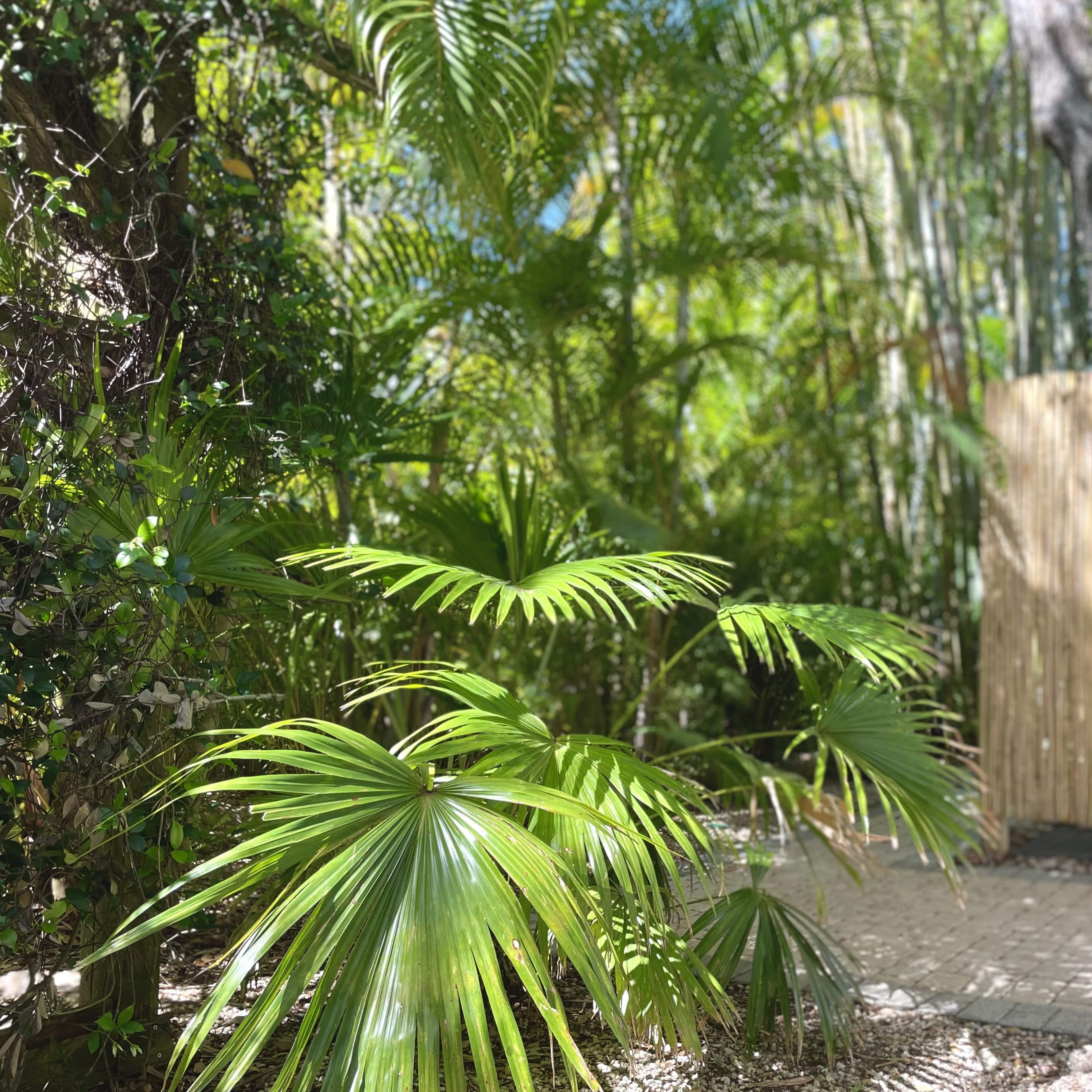 A pathway lined with tropical palm leaves leads to a bamboo privacy fence amidst a lush green garden.