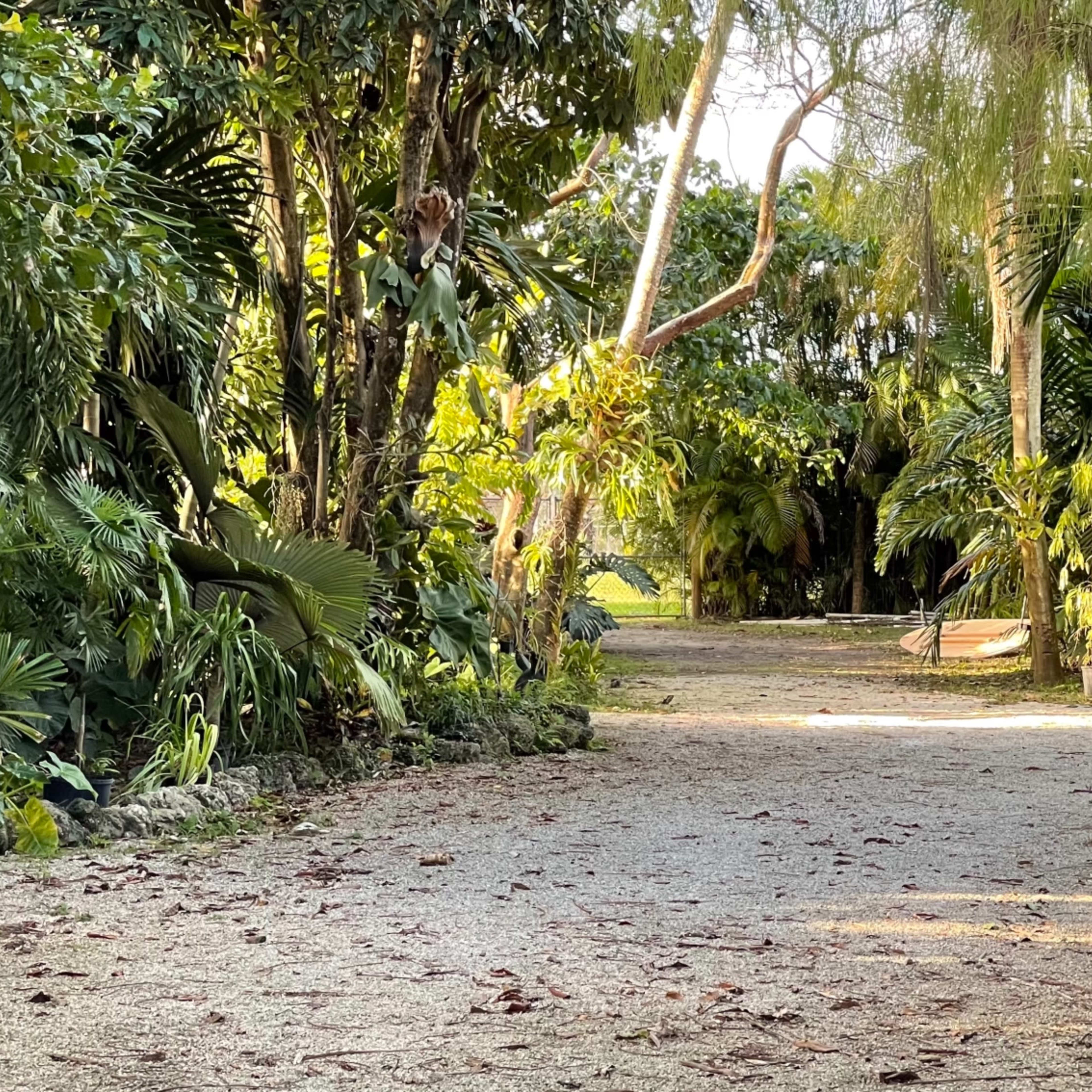 A gravel pathway winds through a lush tropical garden lined with various plants and trees.