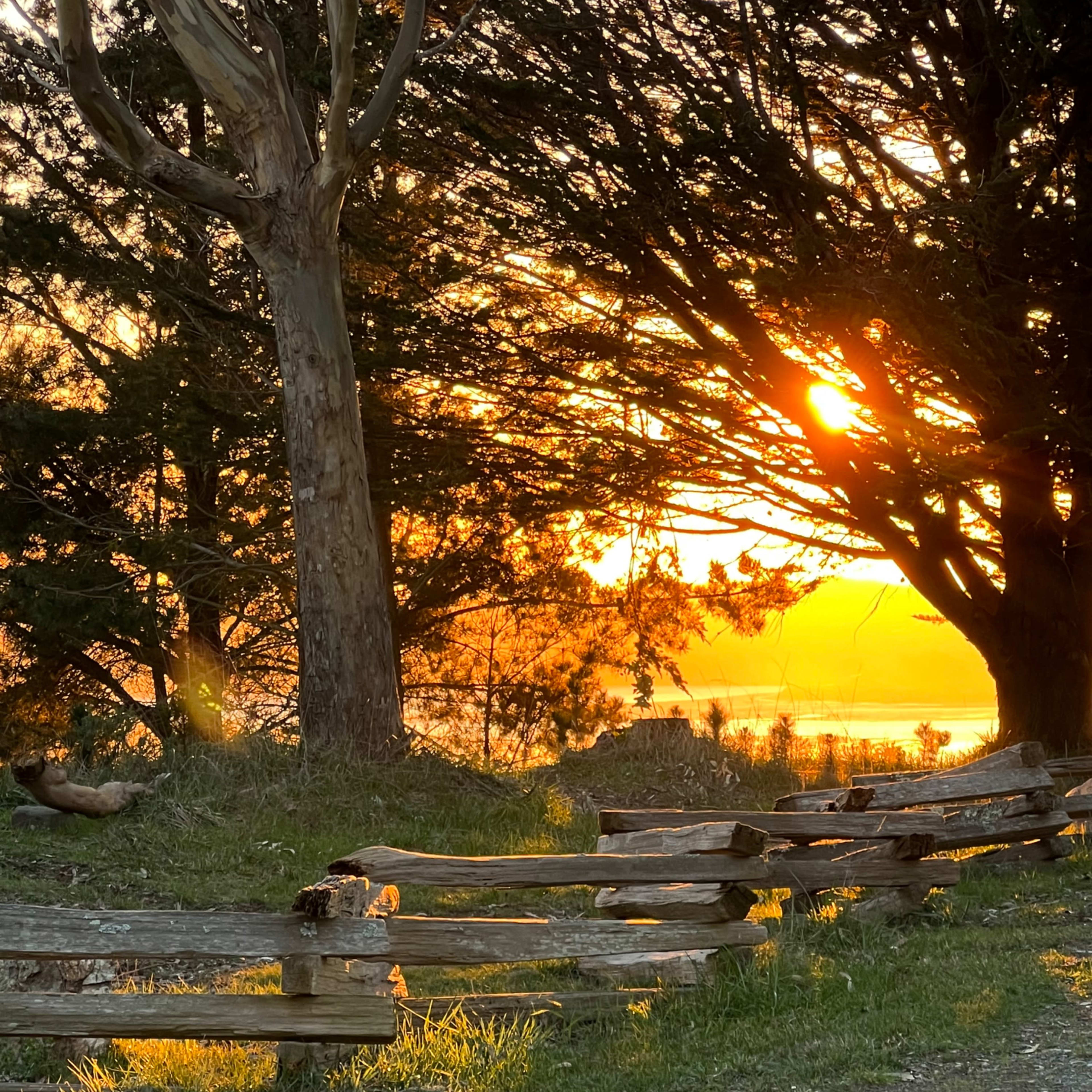 A wooden fence lines a pathway illuminated by the setting sun, with trees casting shadows in the foreground.