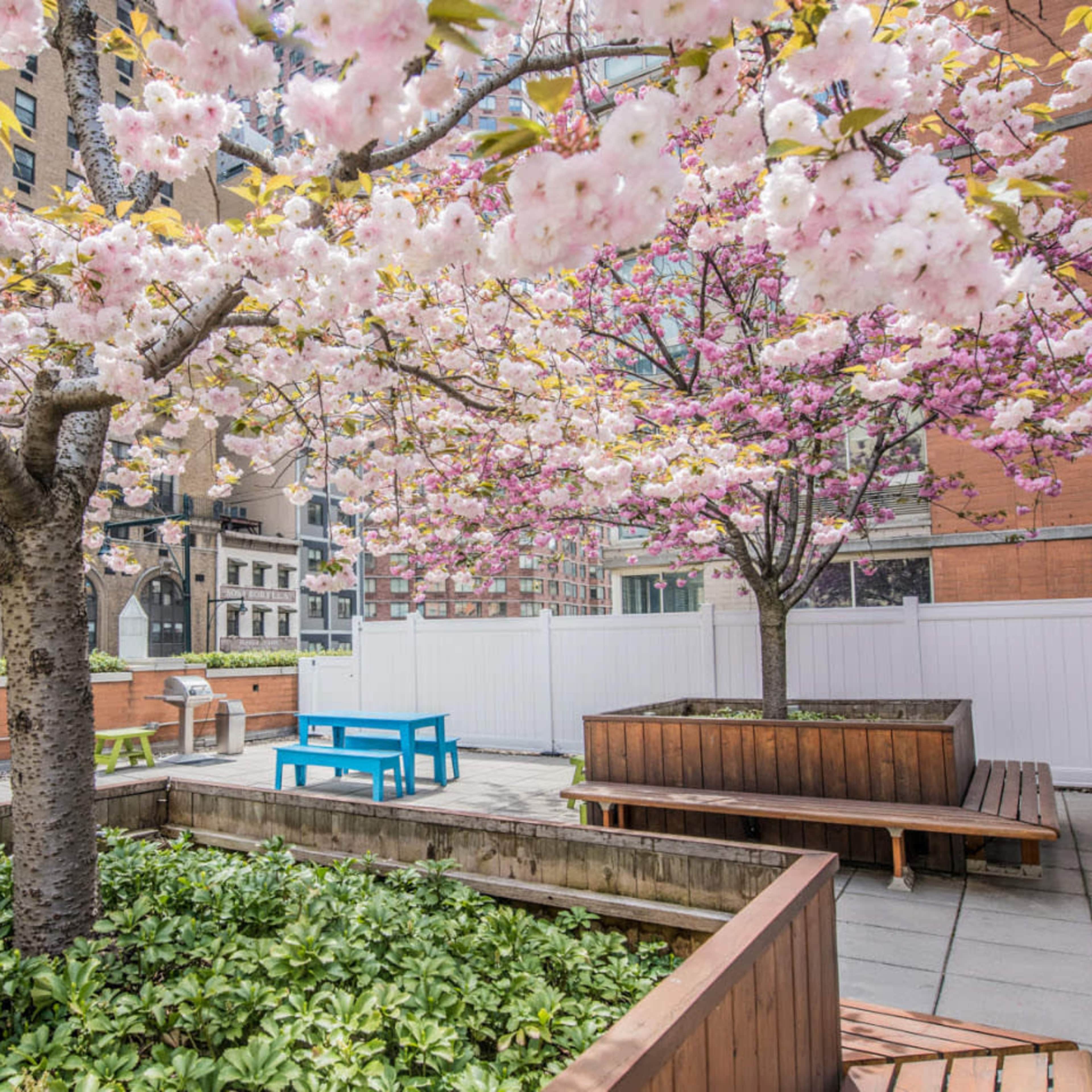 A courtyard with blooming cherry blossom trees and wooden benches surrounded by greenery.