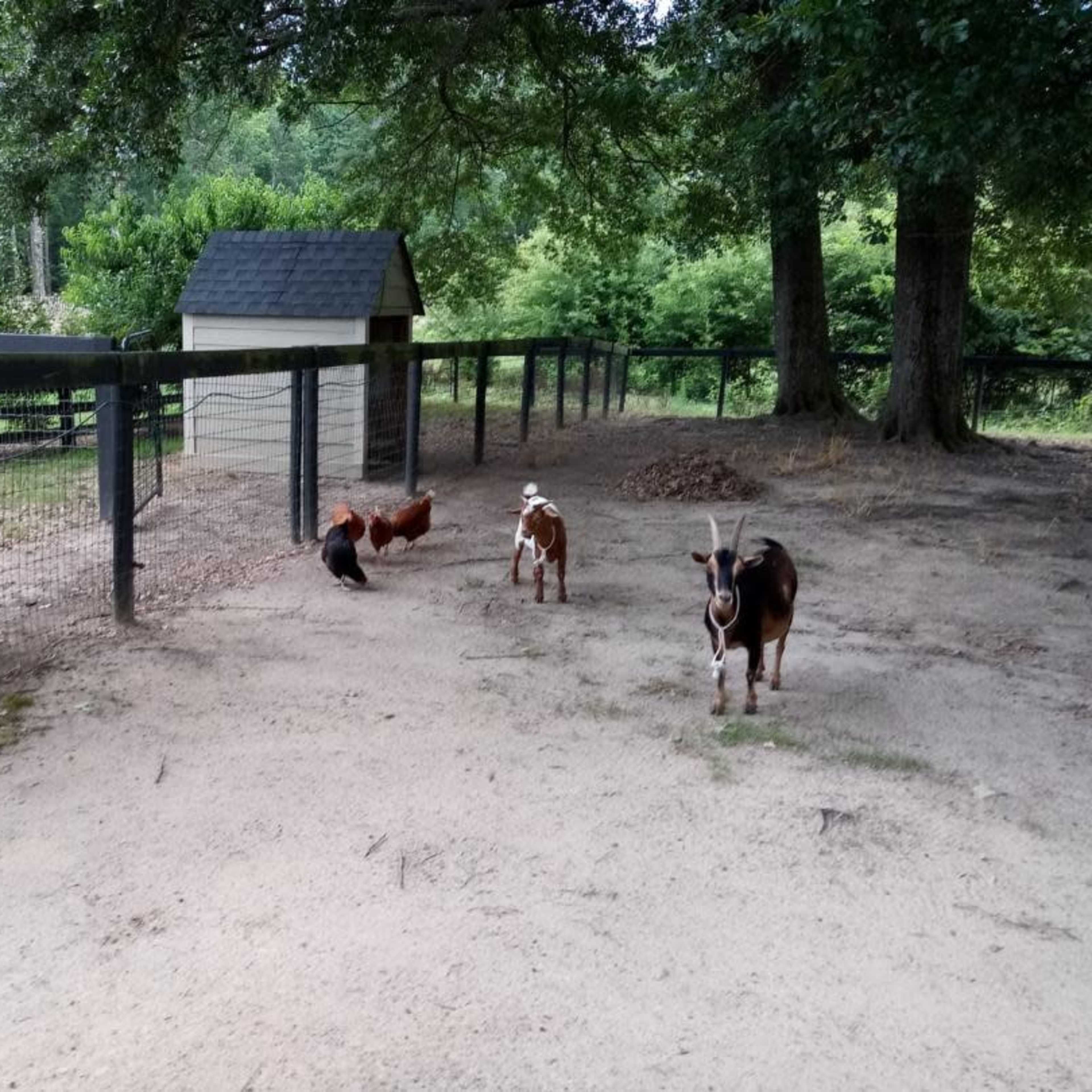 Three goats and two chickens roam in a fenced area with small shelters and trees in the background.