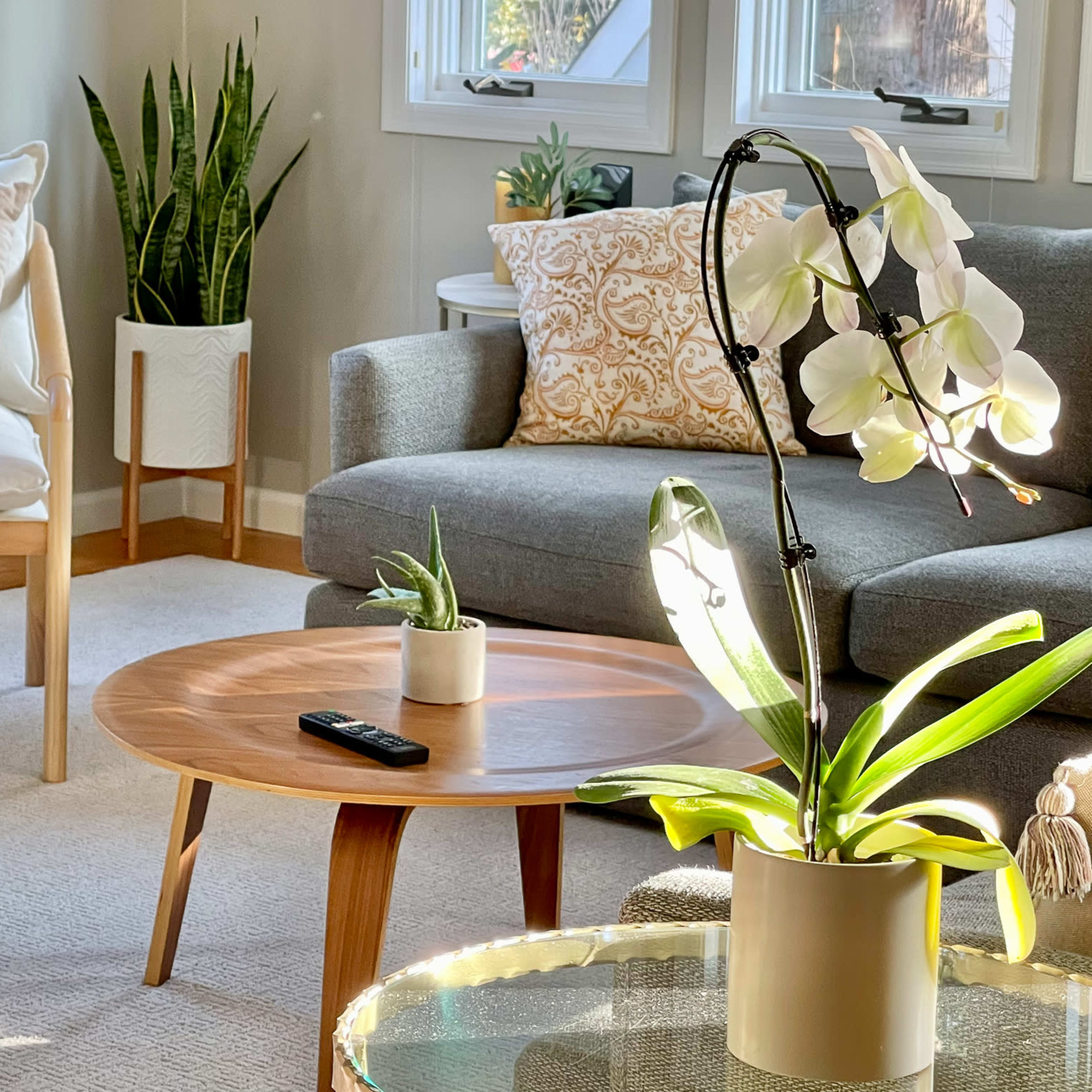 A modern living room with a gray sofa, a round wooden coffee table, a chair, and potted plants.