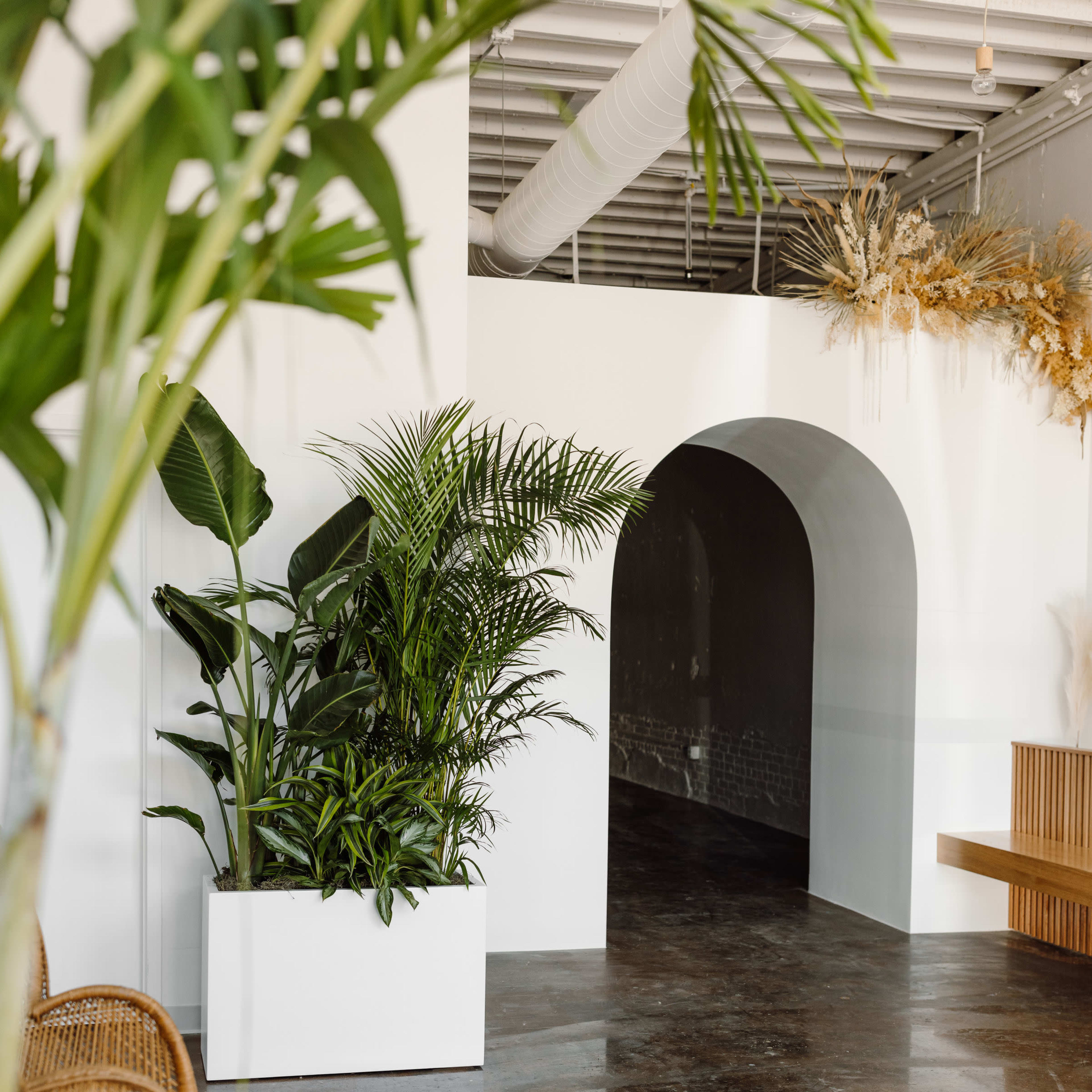 A modern indoor space with a large potted plant in a white planter, an arched doorway in the background, and a wooden bench along the side.