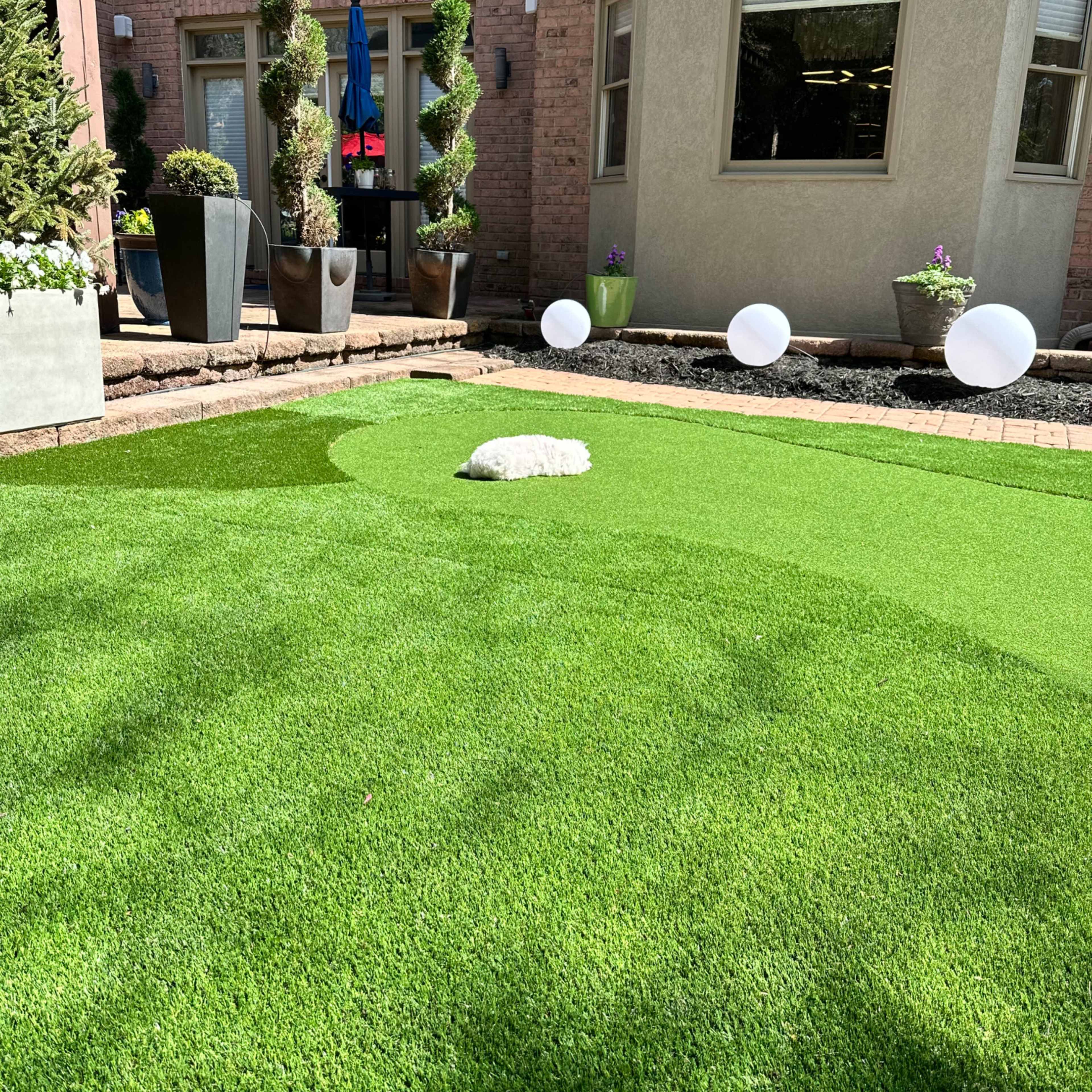 A small white dog sits on a lush green artificial lawn surrounded by potted plants and a patio area.