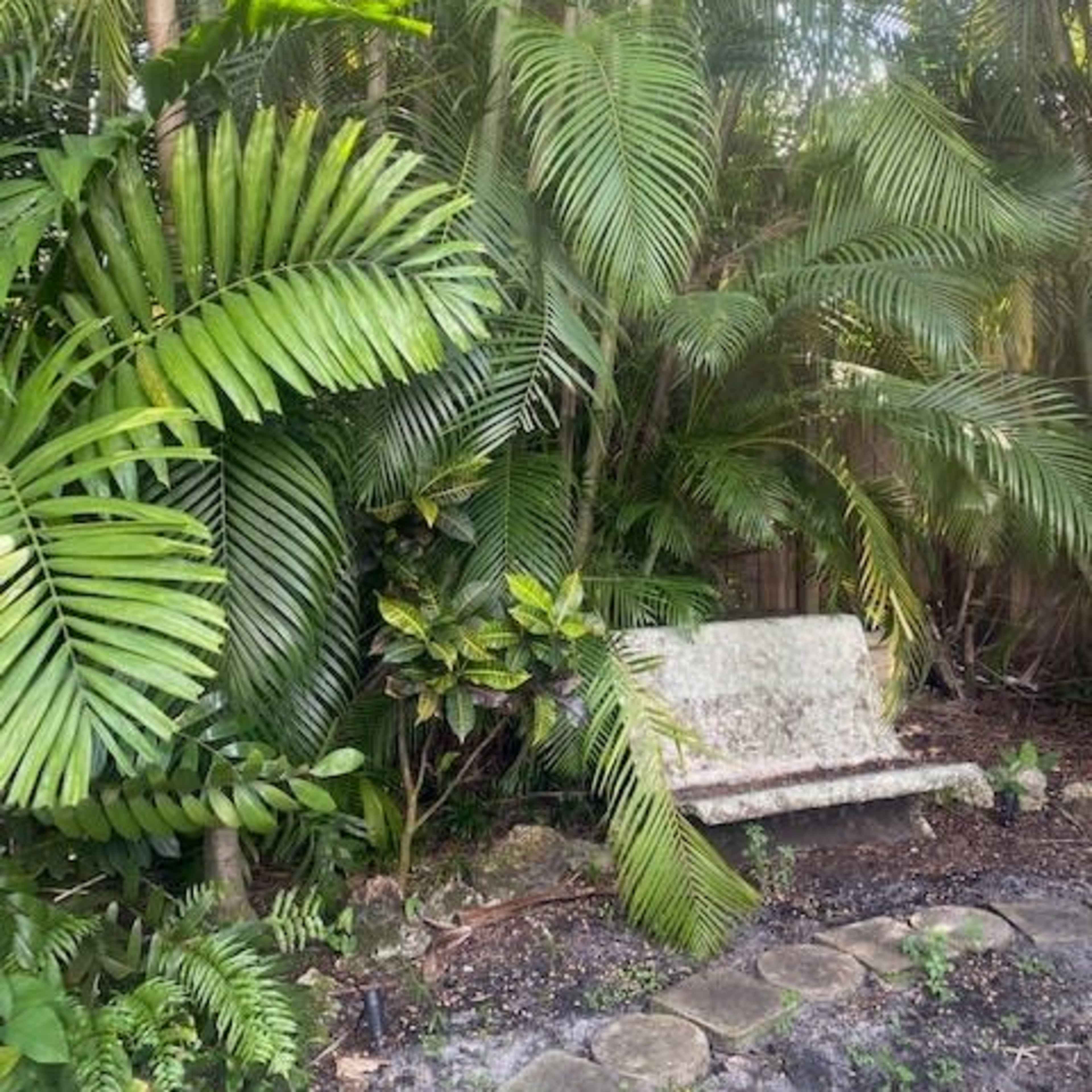 A stone bench is surrounded by dense tropical plants in a shaded garden area.
