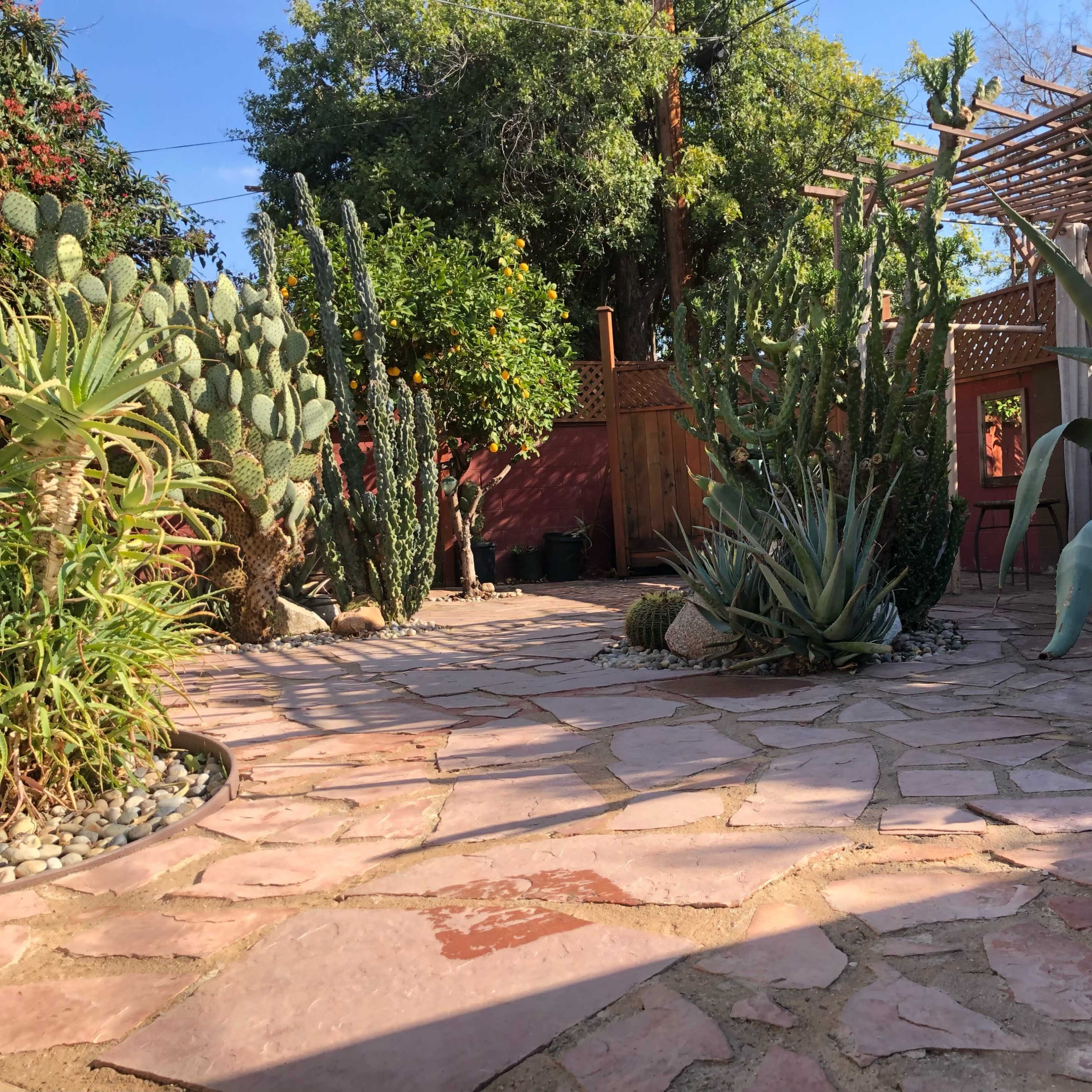 A stone-paved courtyard surrounded by various cacti and succulents, with wooden structures partially visible in the background.