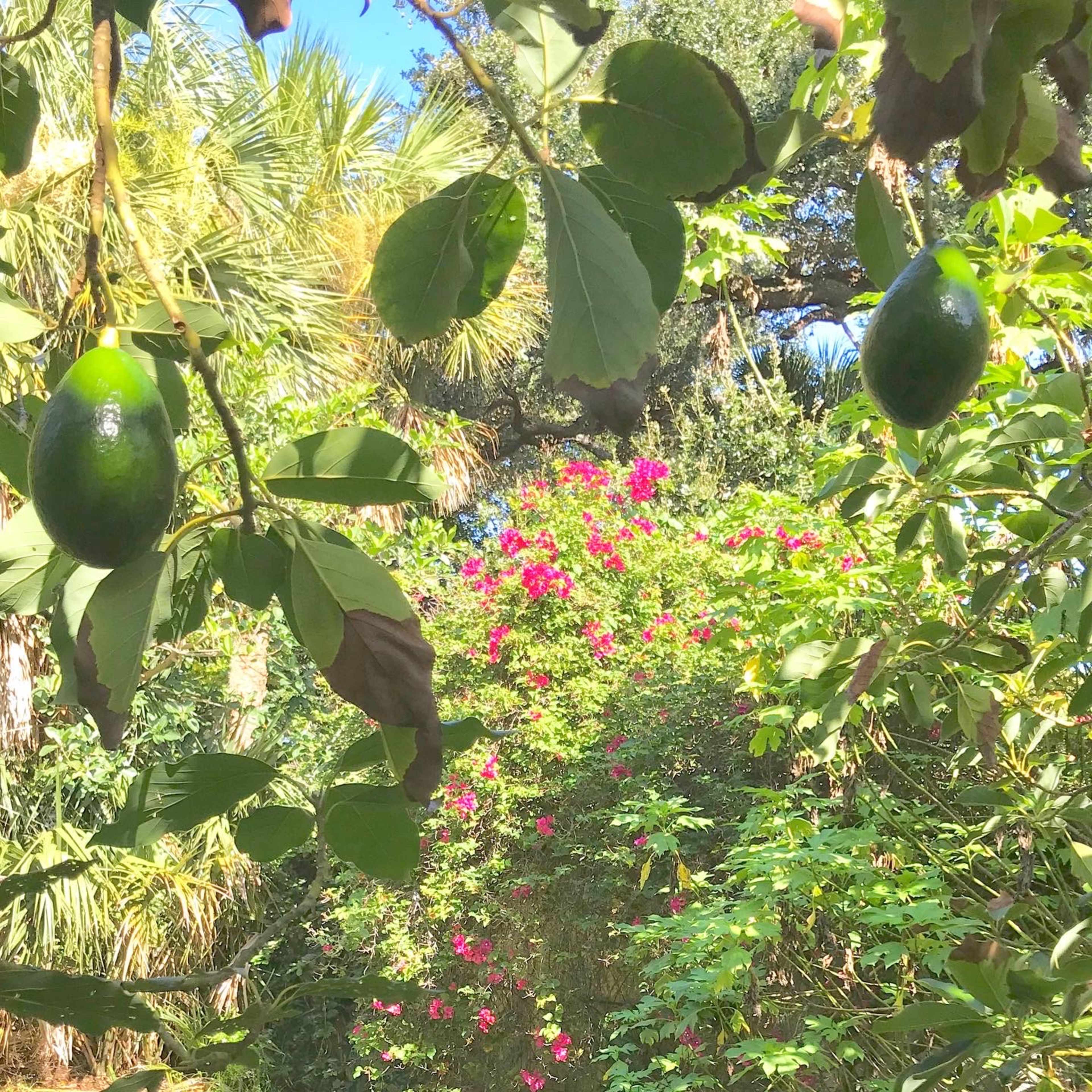 A cluster of green avocados hangs among leafy branches, with a background of vibrant pink bougainvillea and lush greenery.