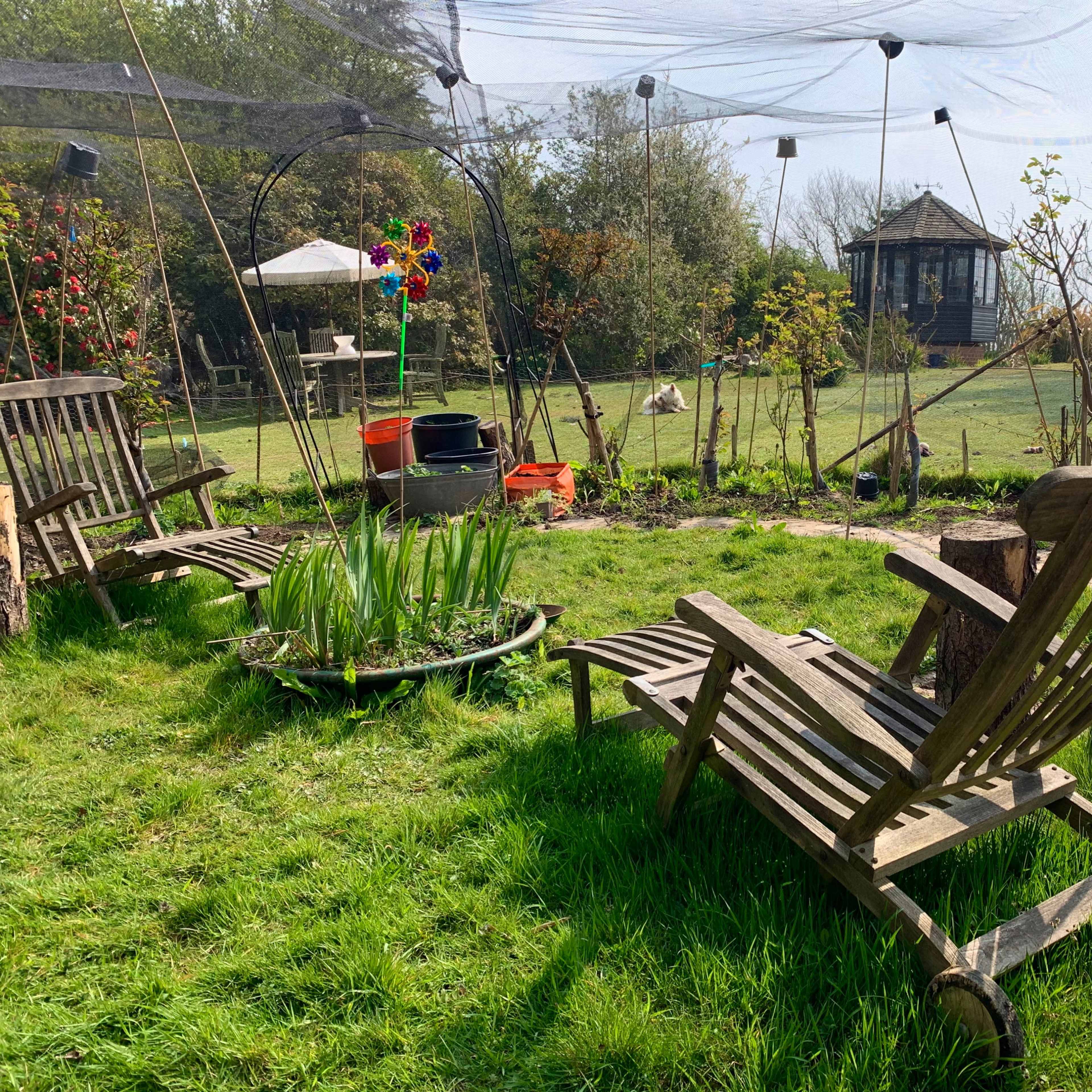 A garden with two wooden lounge chairs facing a flowerbed, surrounded by greenery and a gazebo in the background.