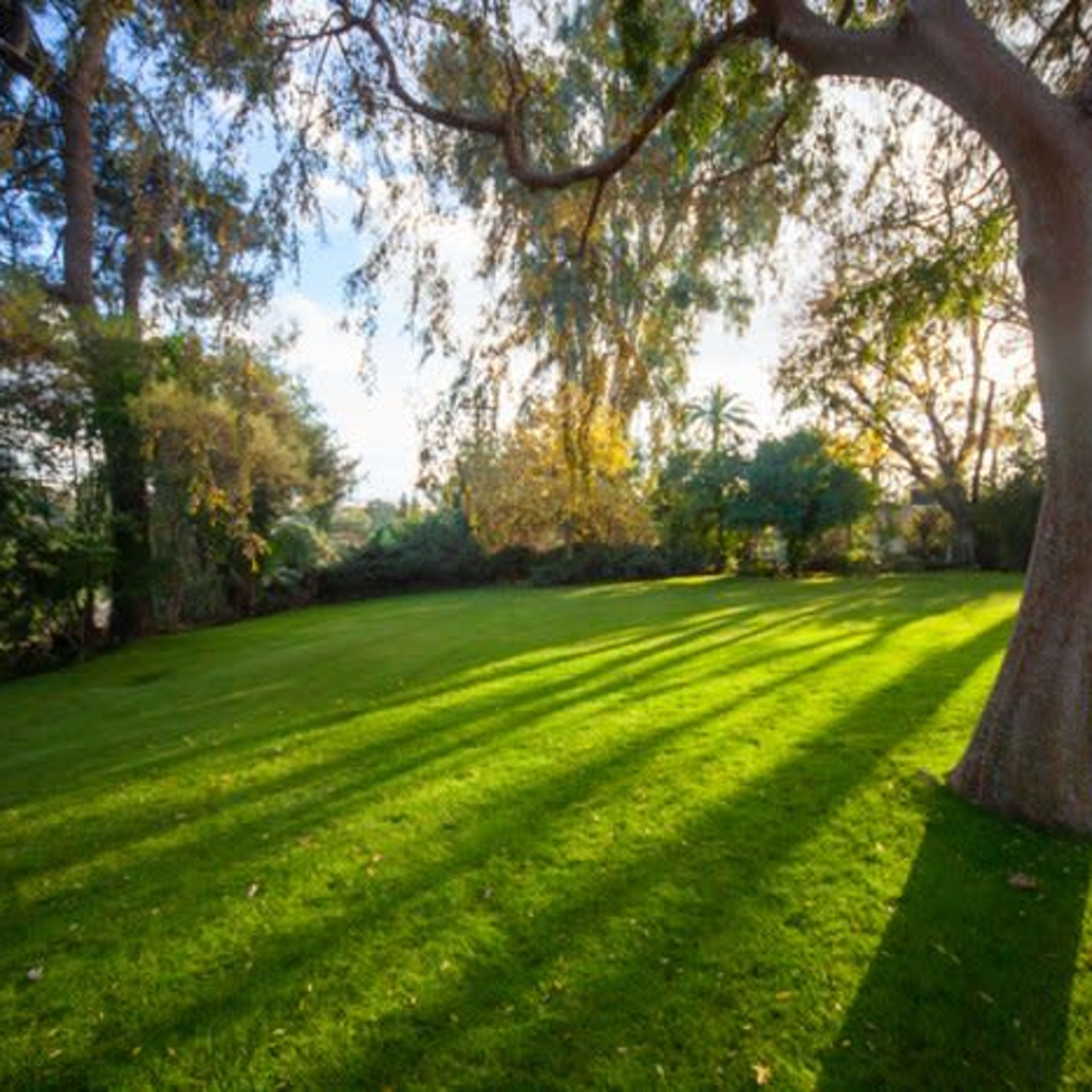 A grassy lawn is illuminated by sunlight filtering through trees, casting long shadows across the ground.