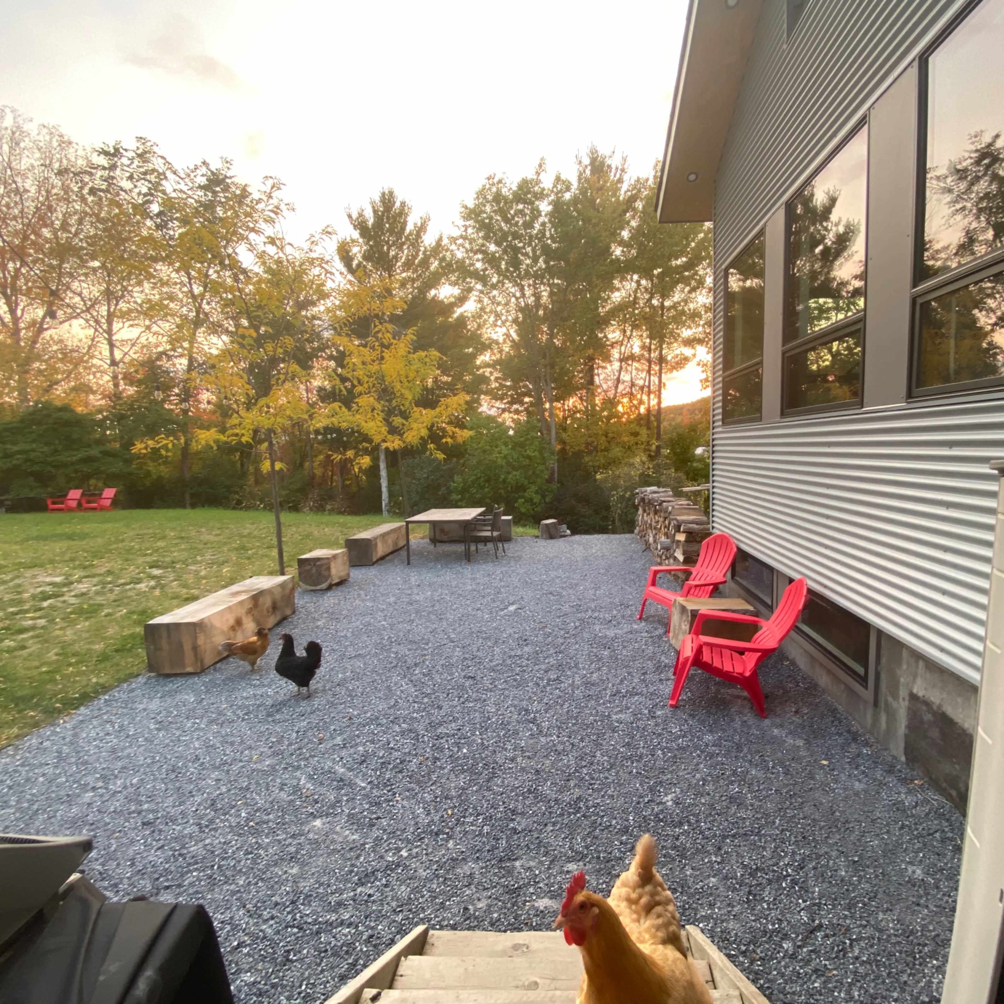 A small backyard scene features a gravel patio with two red chairs, a table, and a couple of chickens roaming, while trees and a sunset fill the background.