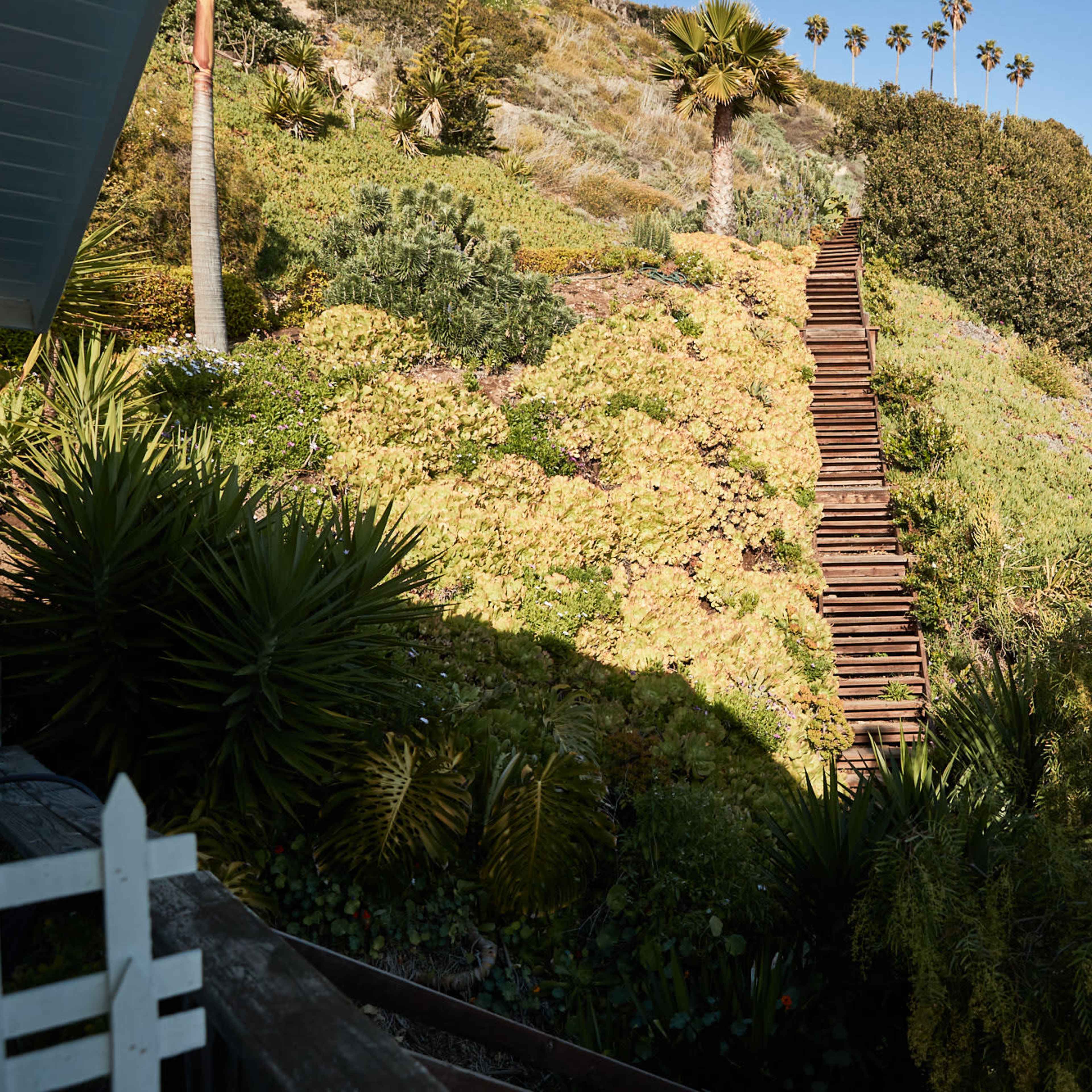 A wooden staircase ascends a hillside covered with greenery and palm trees.