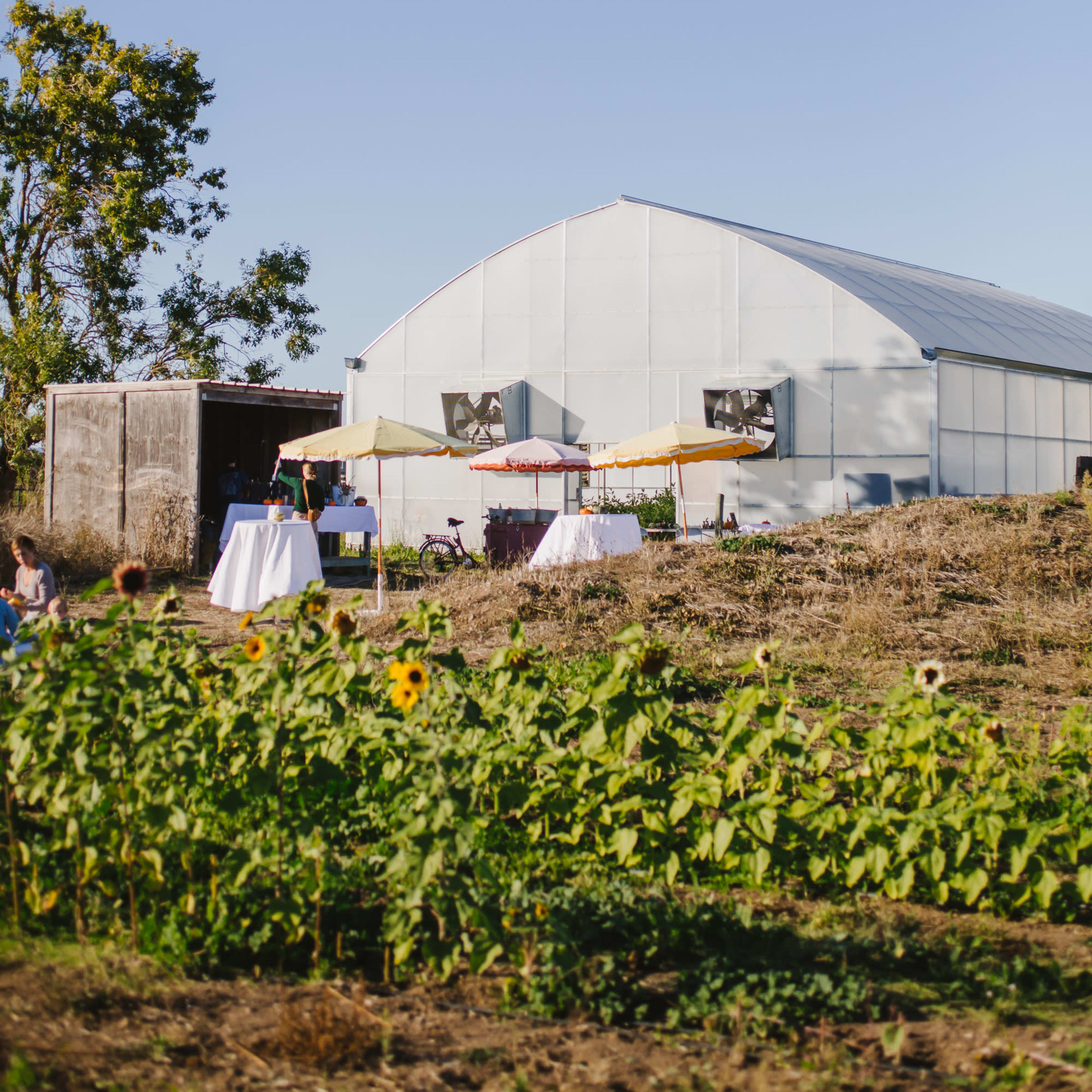 A large greenhouse sits beside a rustic shed, with tables set up and sunflowers growing in the foreground.