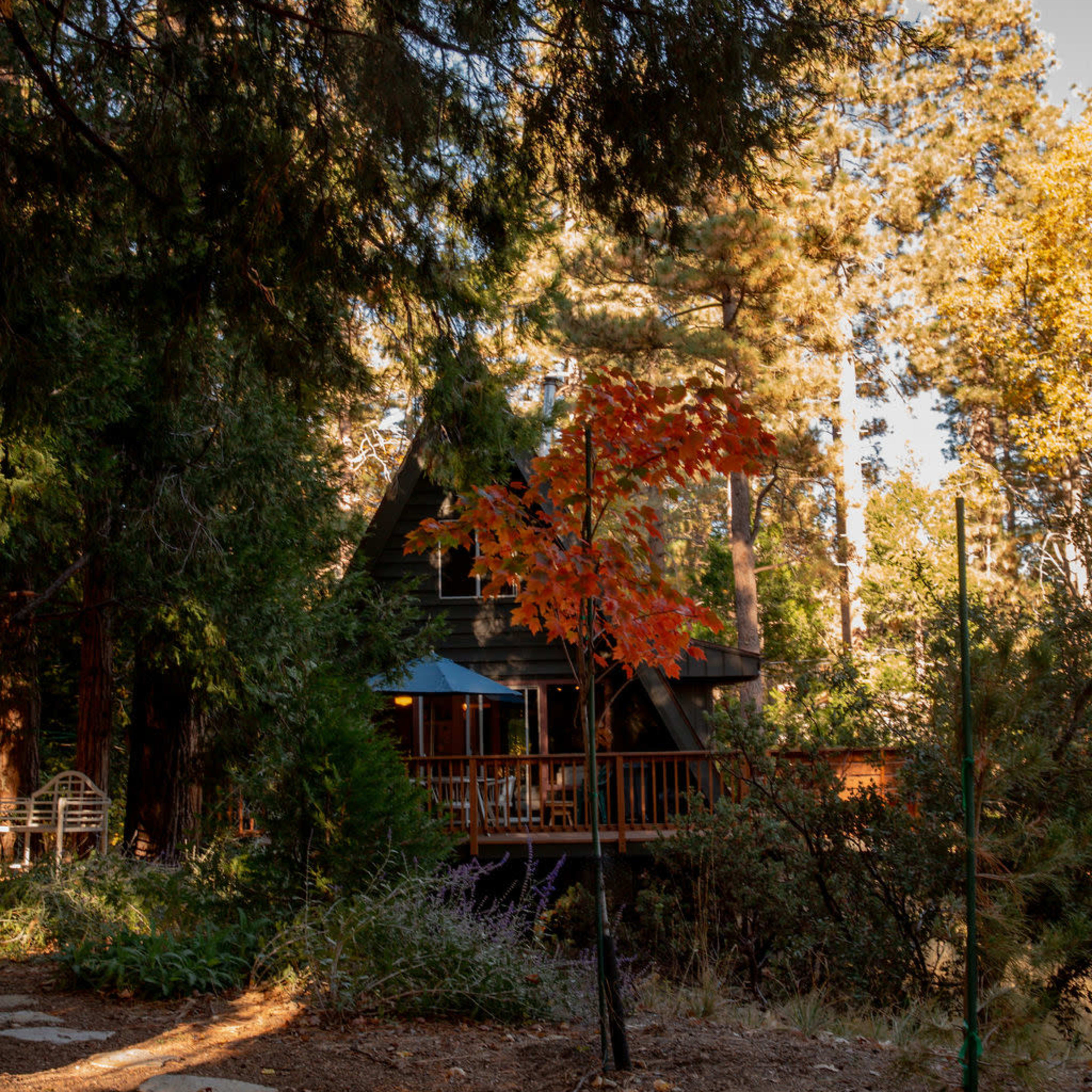 A path of stone slabs leads through a wooded area to a cabin framed by tall trees and a solitary red-leaved tree.