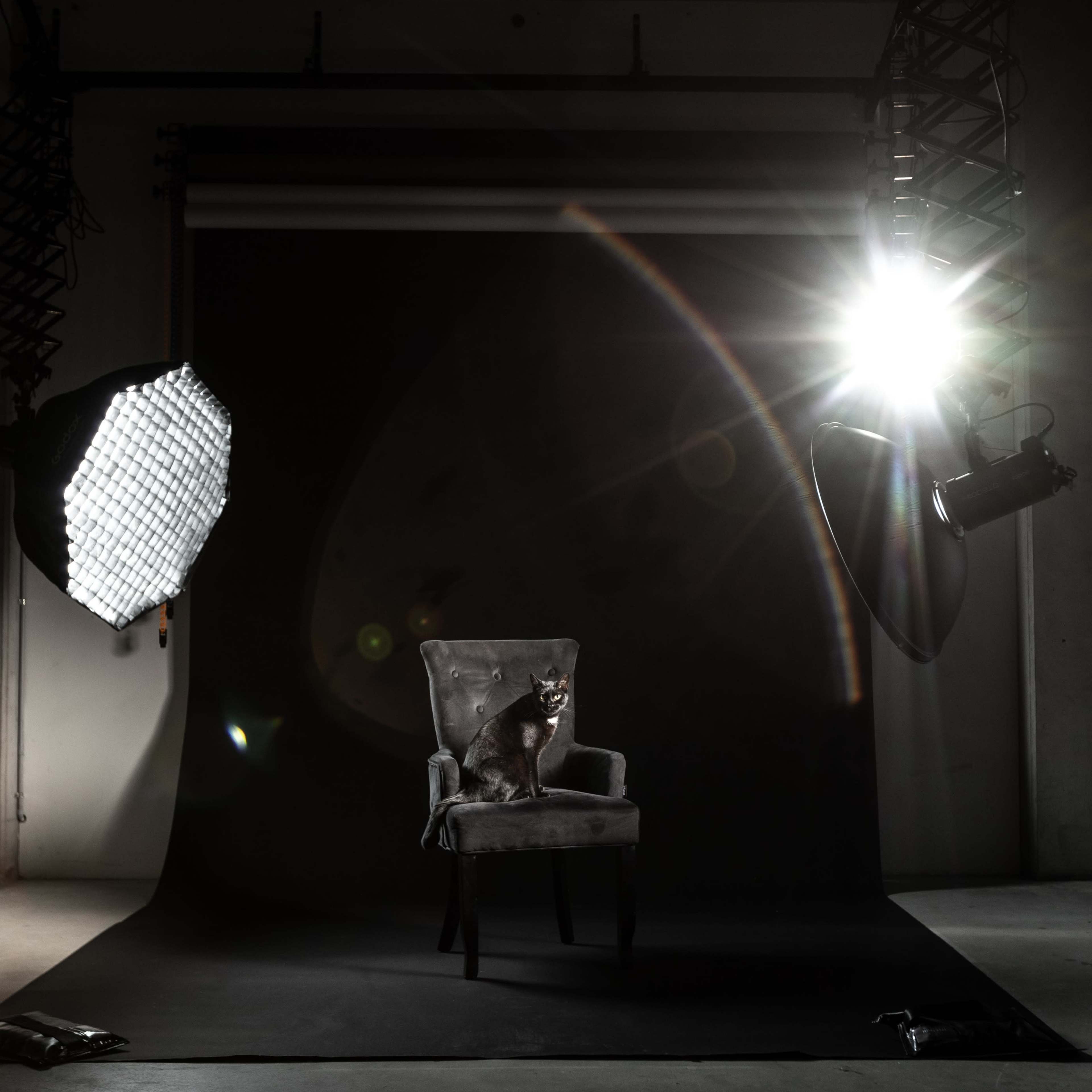 Botany photo studio - $45 evening rate Image in Sydney, Sydney, NSW