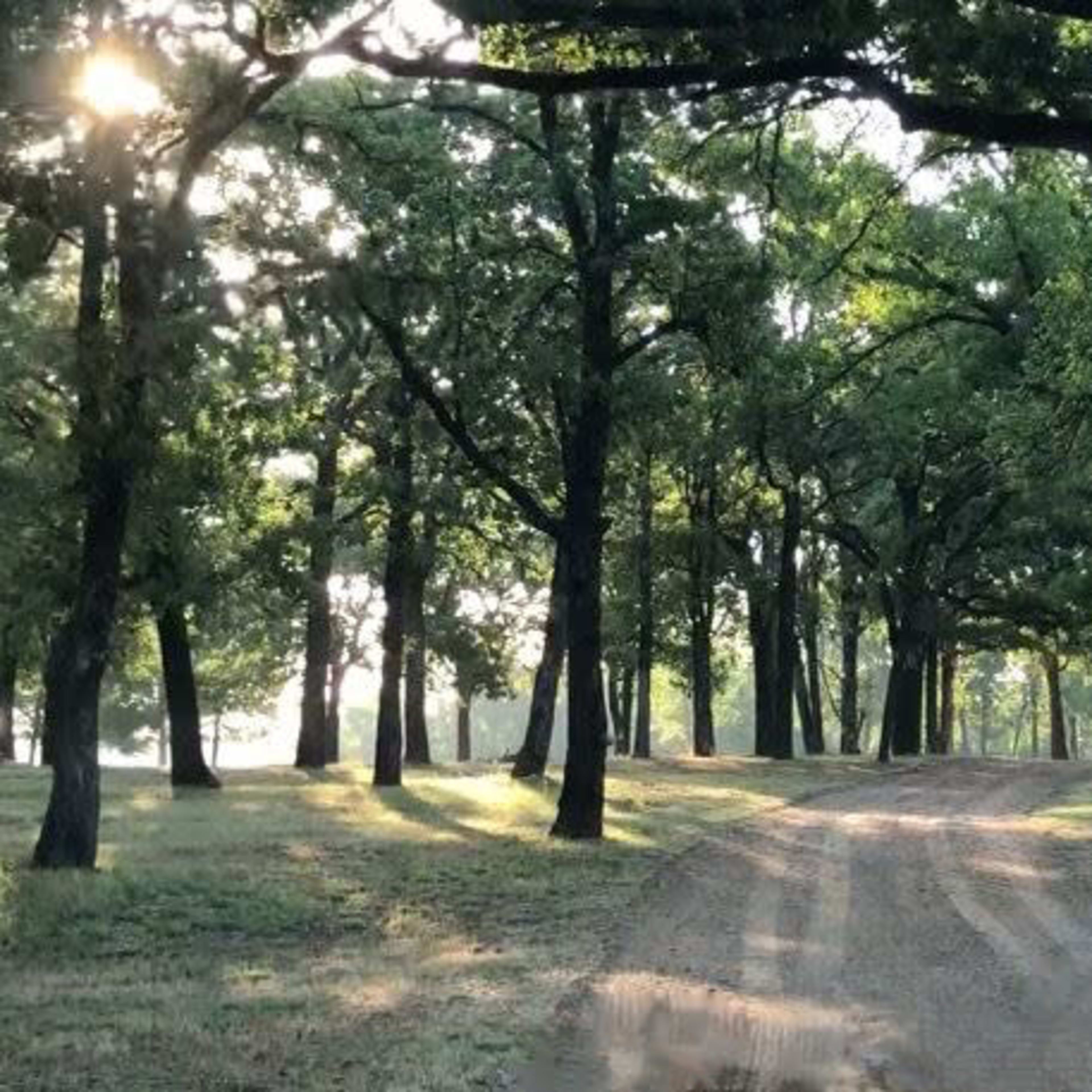 A dirt path winds through a grove of trees under soft morning light.