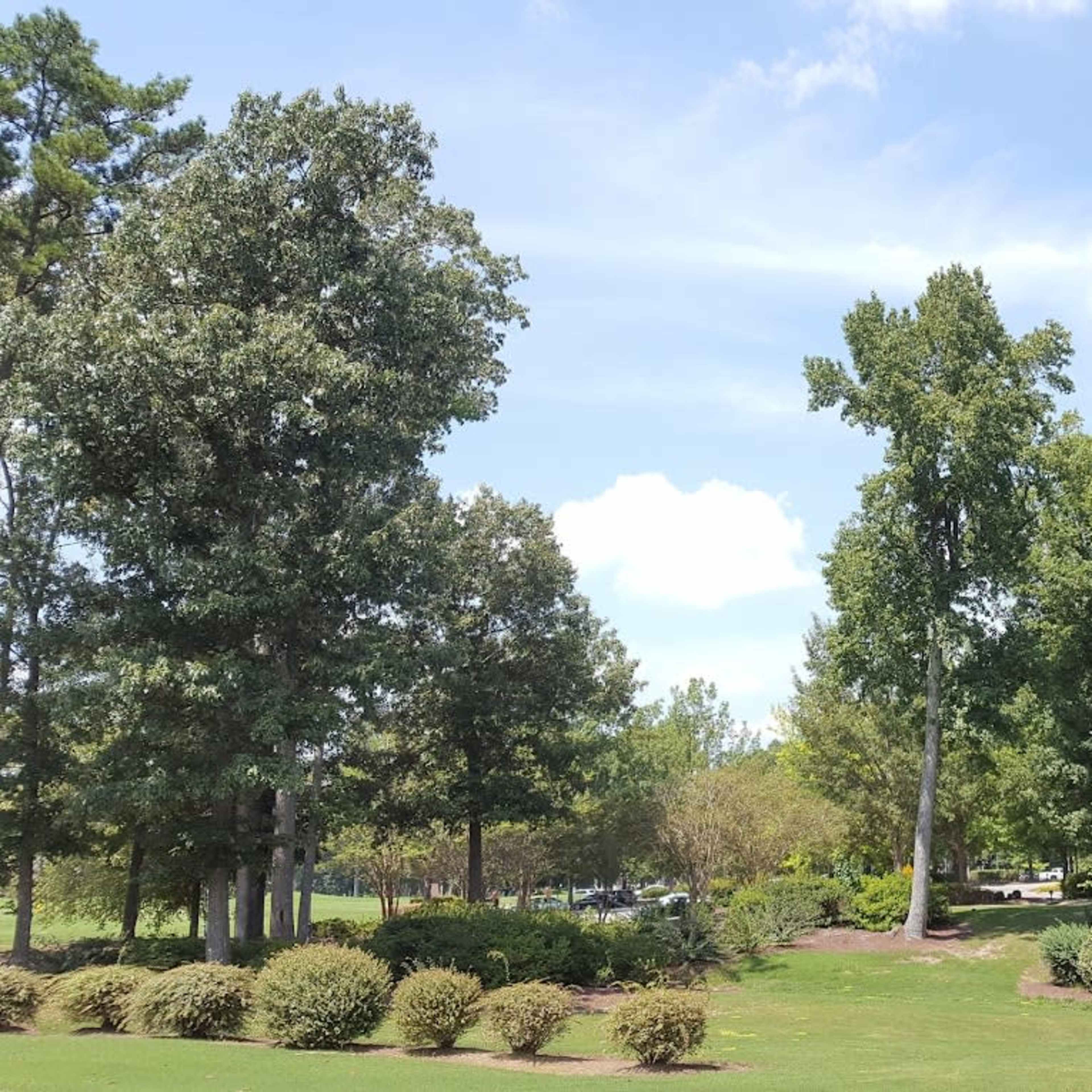 A shaded area in a park features a variety of tall trees and manicured grass.