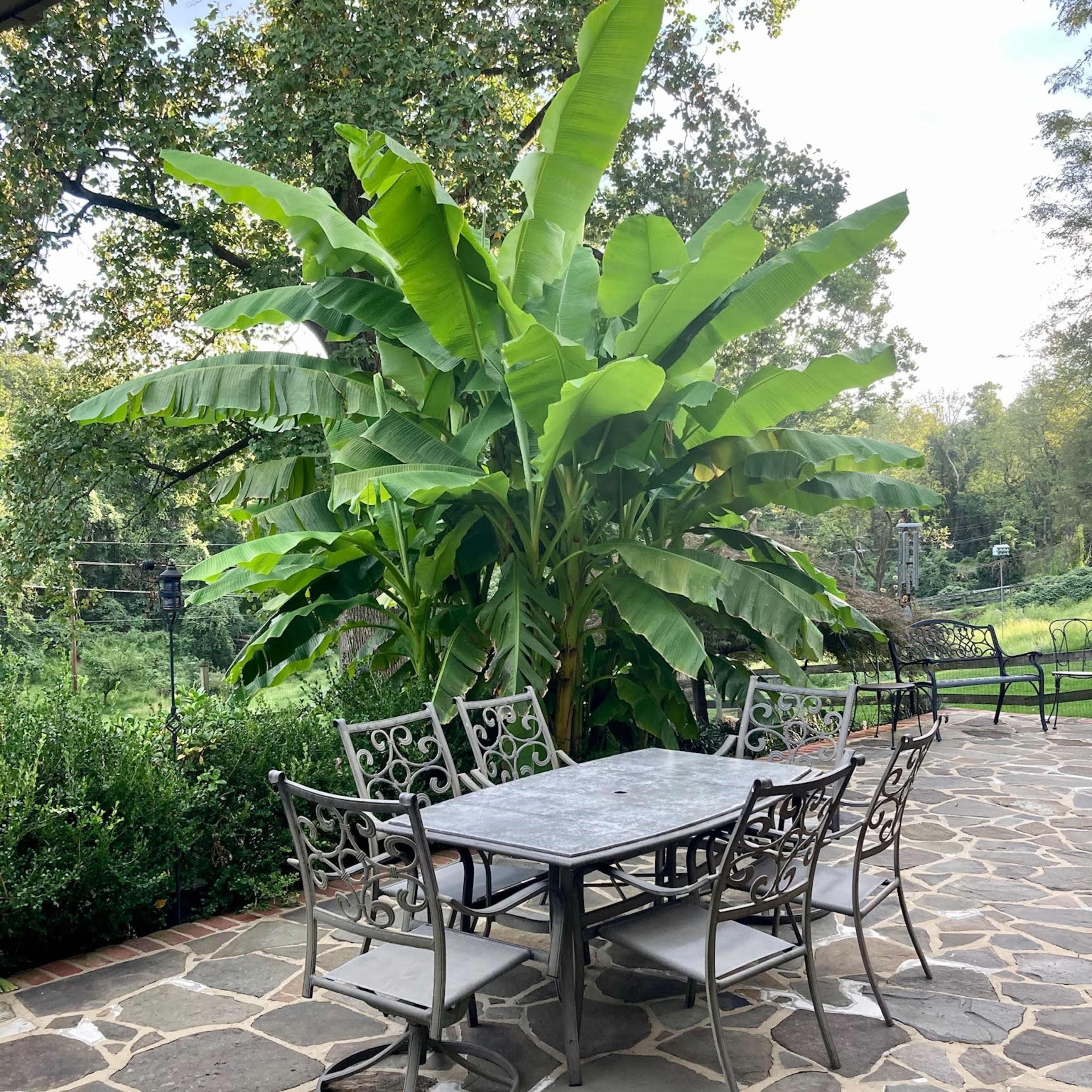 A metal dining table with six chairs is positioned on a stone patio surrounded by large green plants.