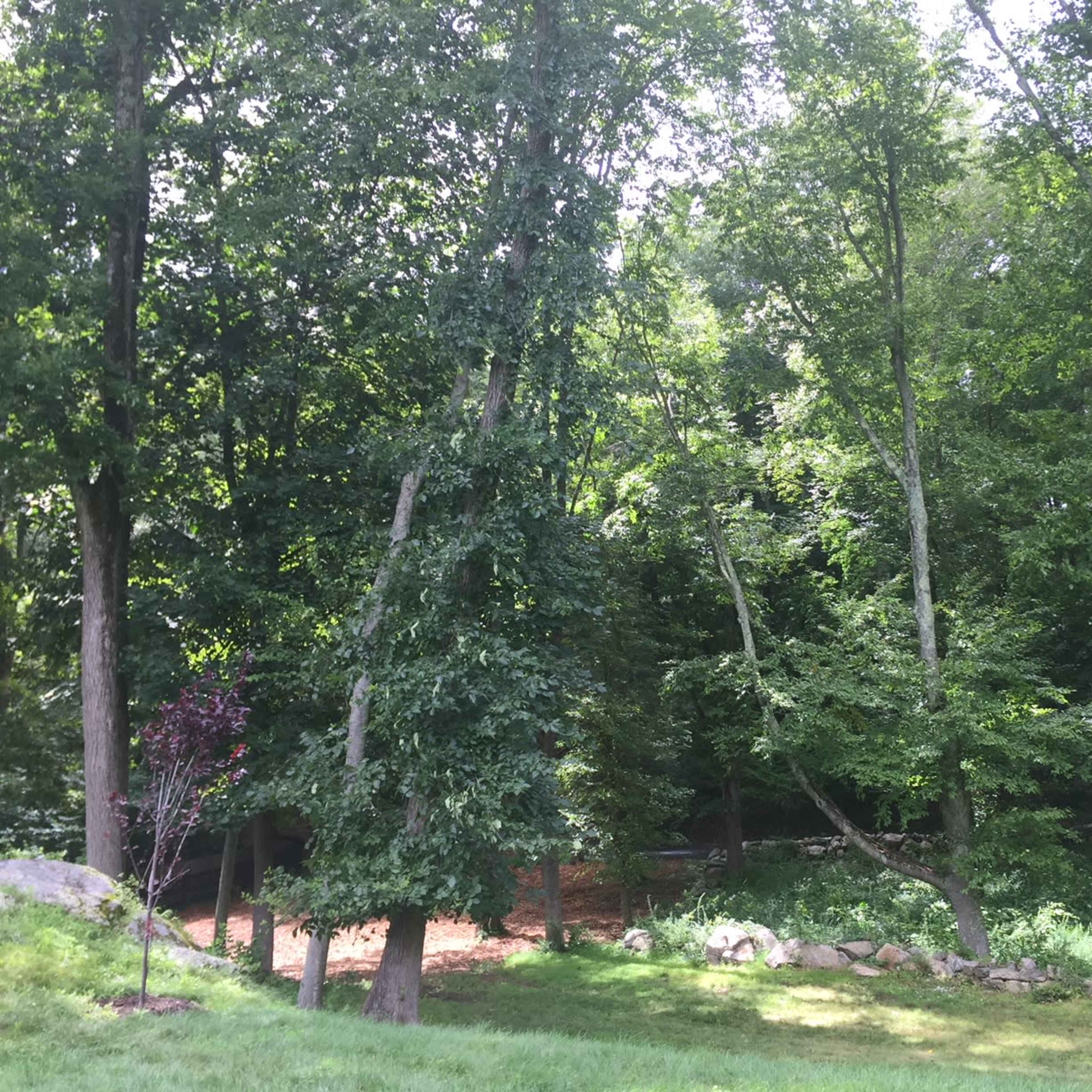A wooded area features tall trees with green leaves, and a rock border along the ground in the foreground.