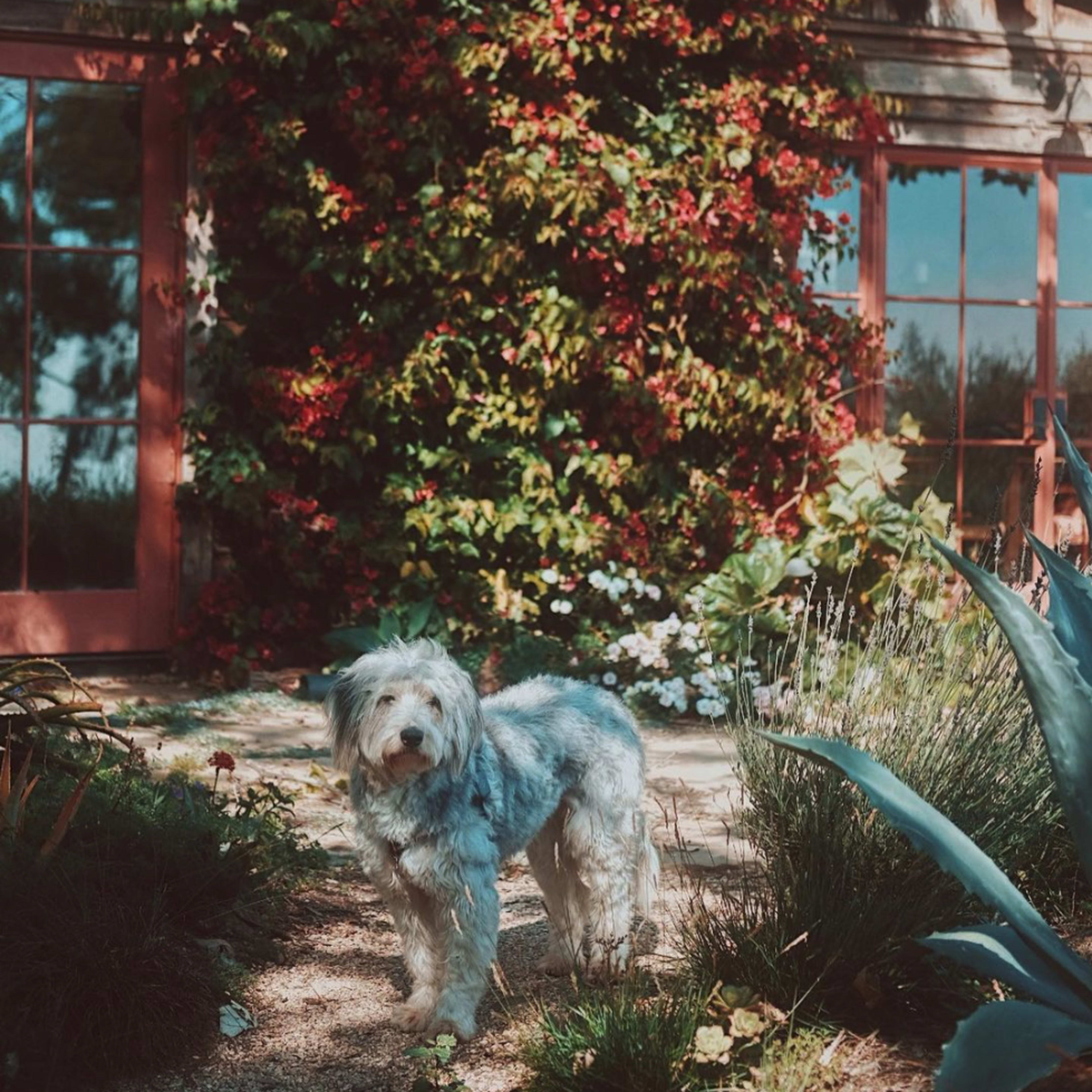 A dog stands in front of a house with a flowering vine covering the wall and lush greenery surrounding the pathway.
