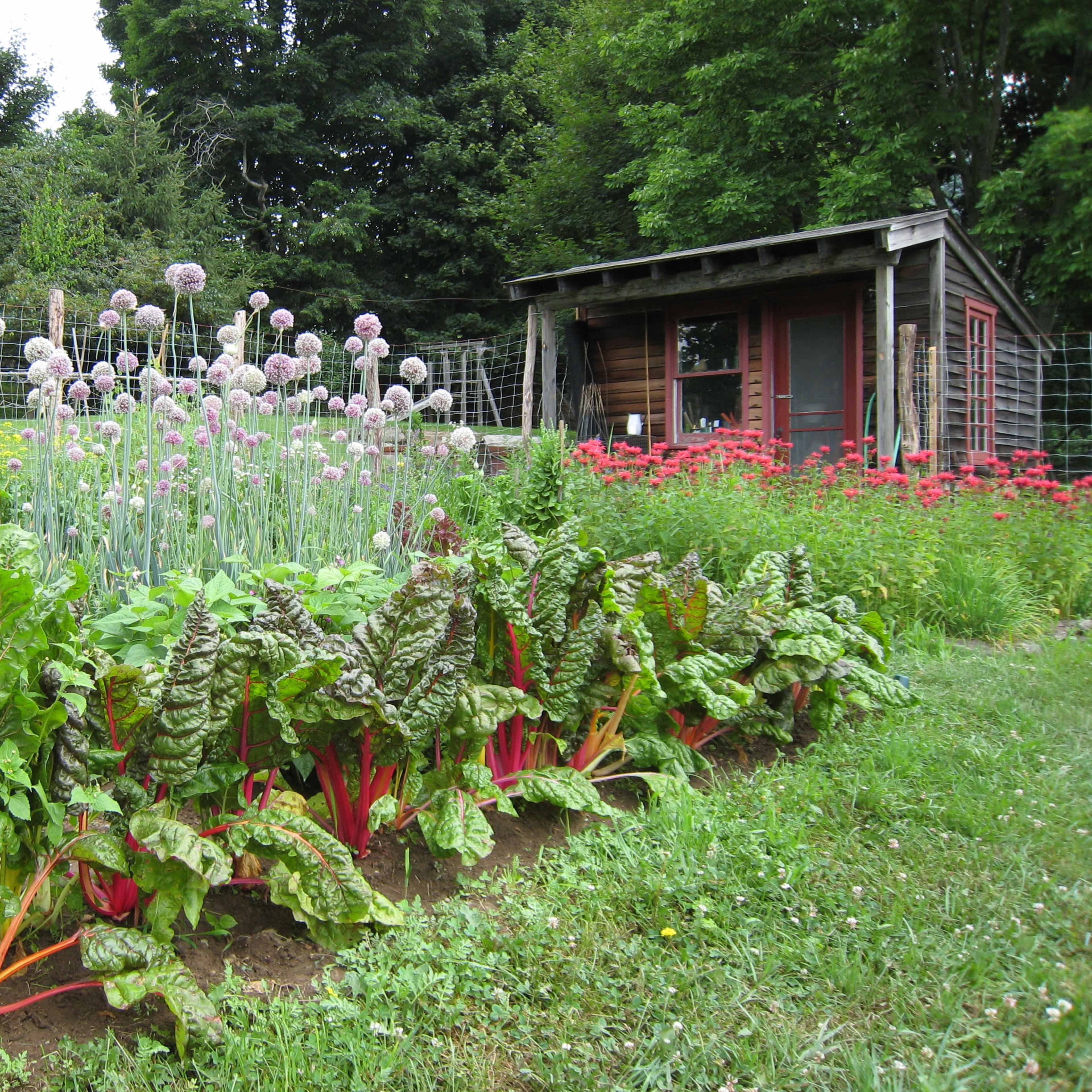 A well-tended garden featuring rows of Swiss chard in the foreground and flowering chives in the background, with a rustic shed situated nearby.