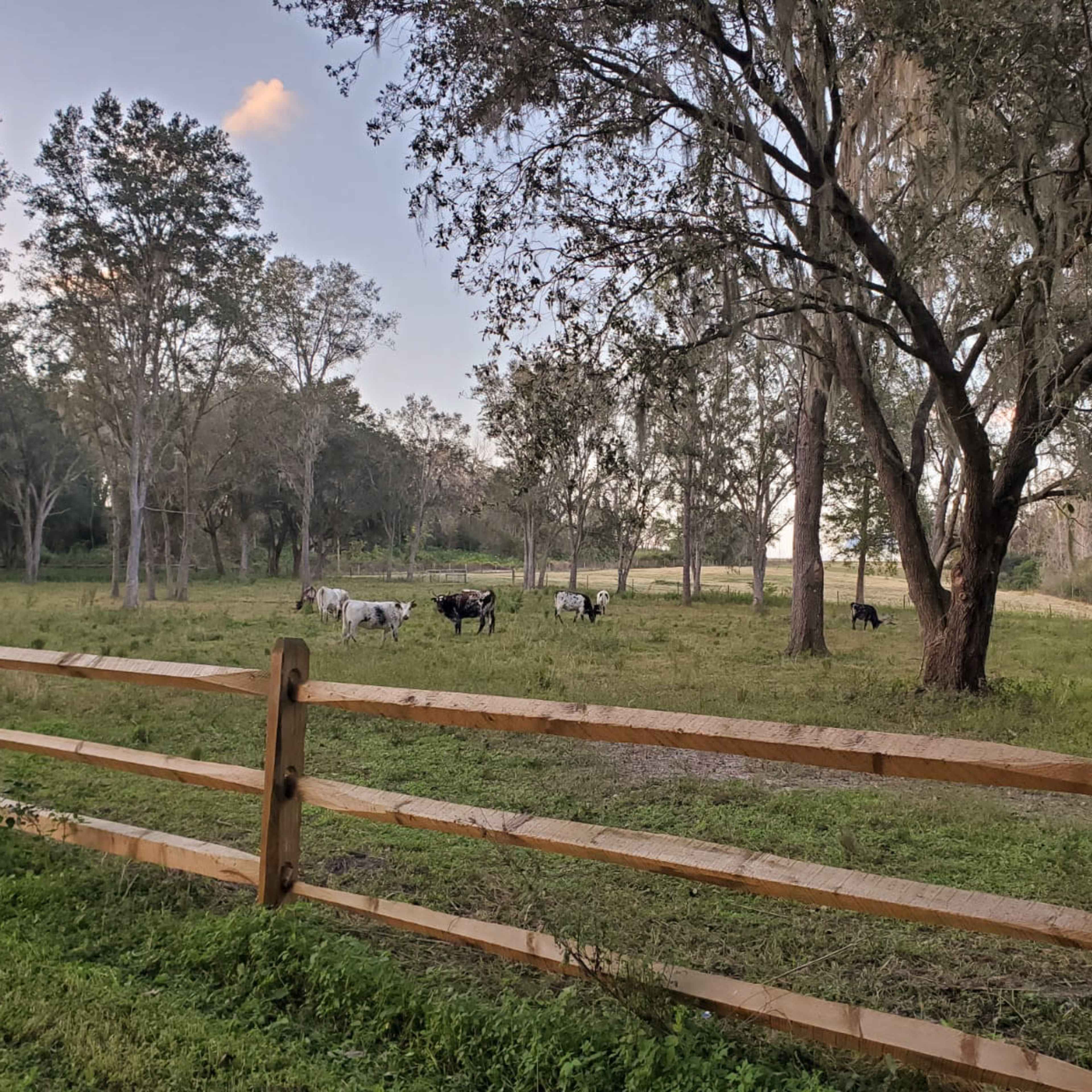 A herd of cows grazes in a grassy field surrounded by trees and a wooden fence.