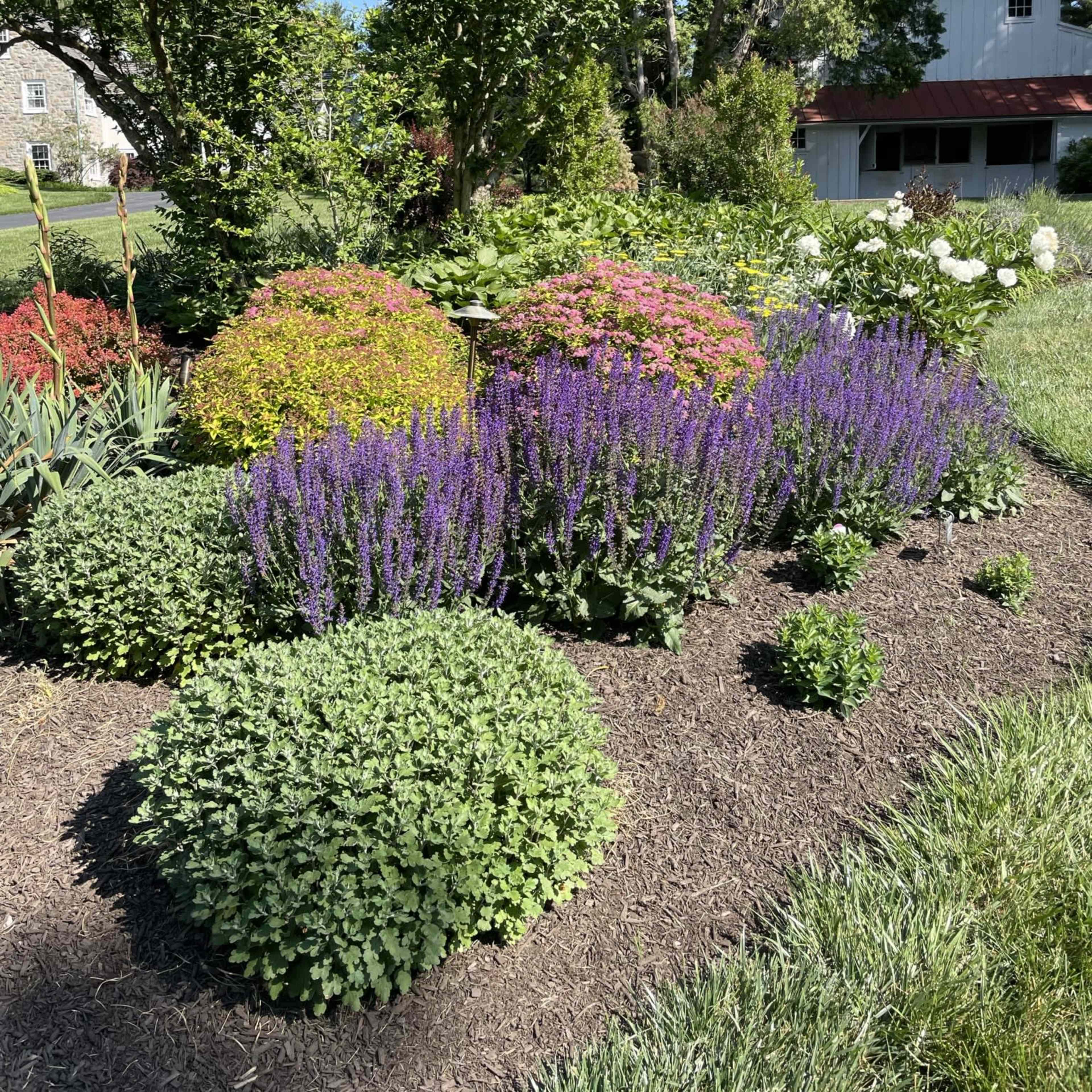 A well-maintained garden featuring clusters of colorful flowers and green bushes surrounded by mulch and grass.