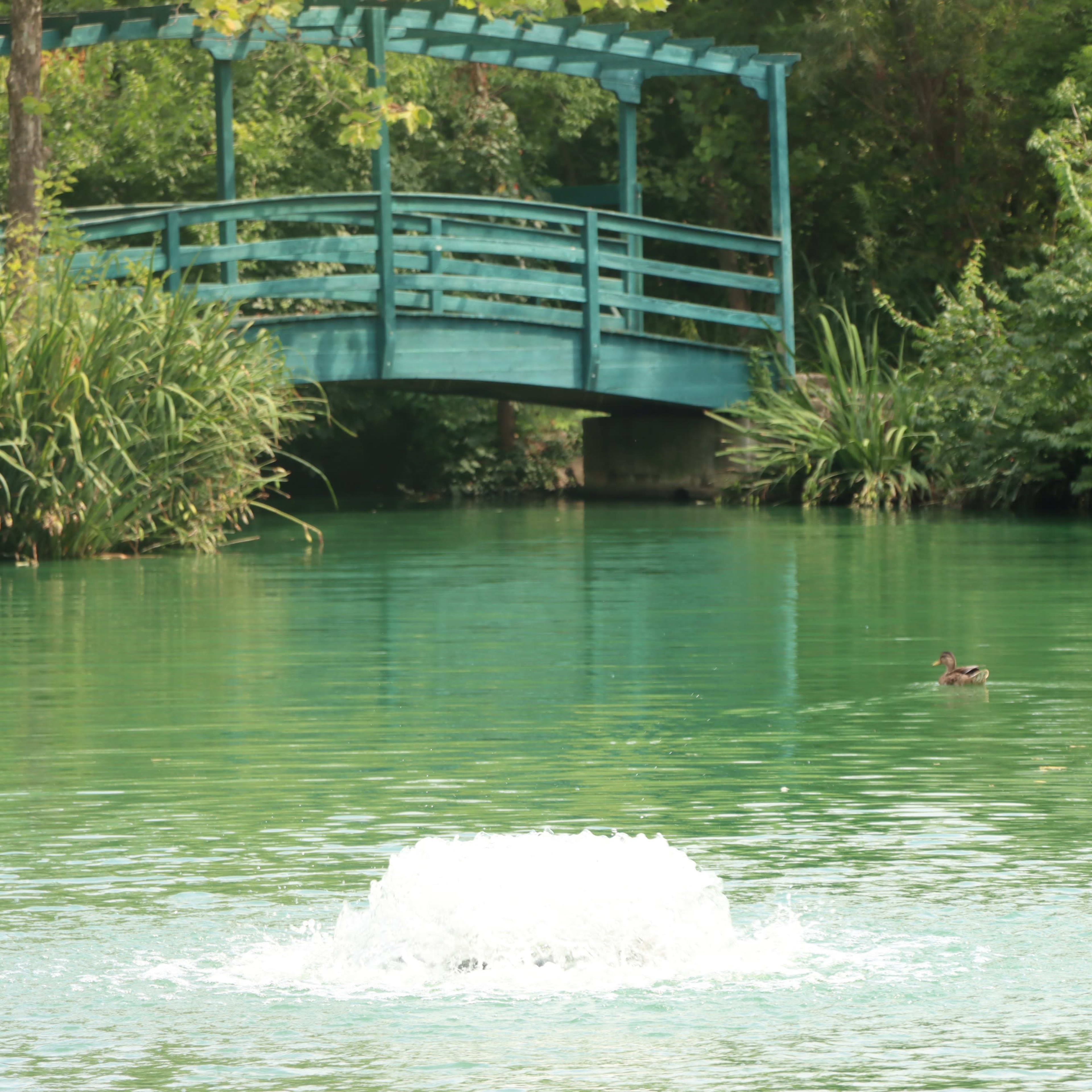 A blue wooden bridge spans a green river, where a duck swims near a fountain creating ripples in the water.