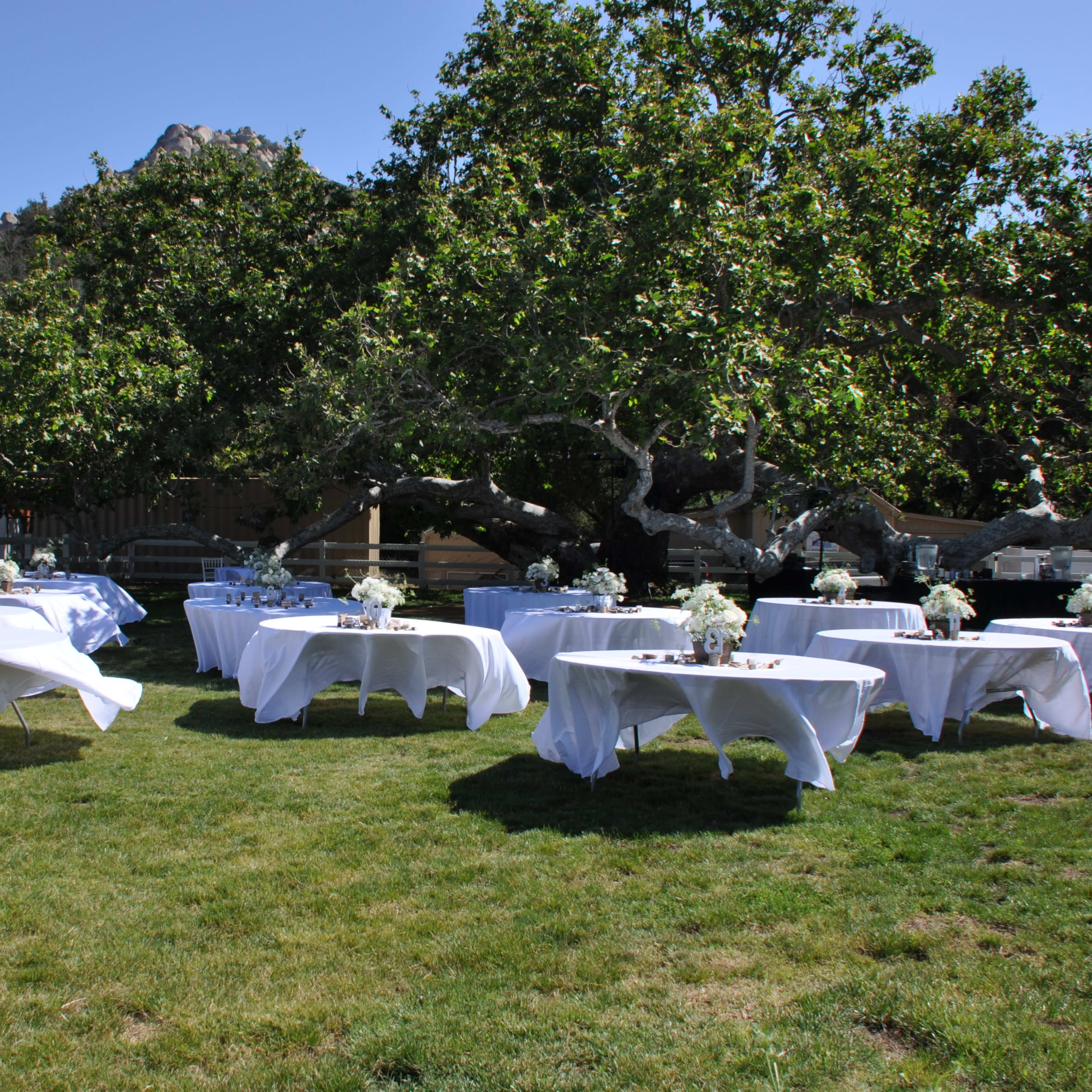Several tables with white tablecloths and centerpieces are arranged on a grassy area under a large tree.