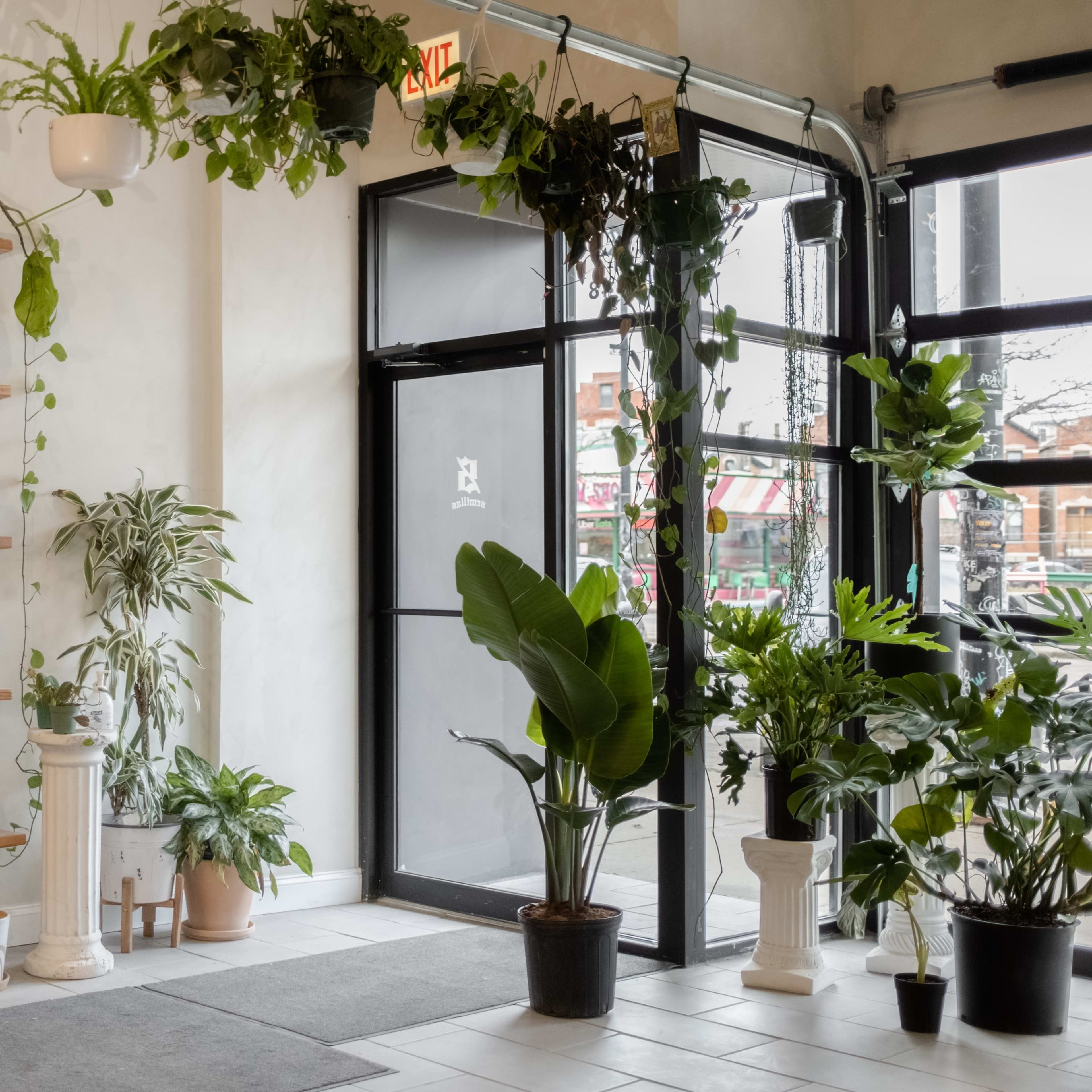 A bright interior features a wooden shelf filled with various plant pots alongside lush greenery lining the floor and windows.