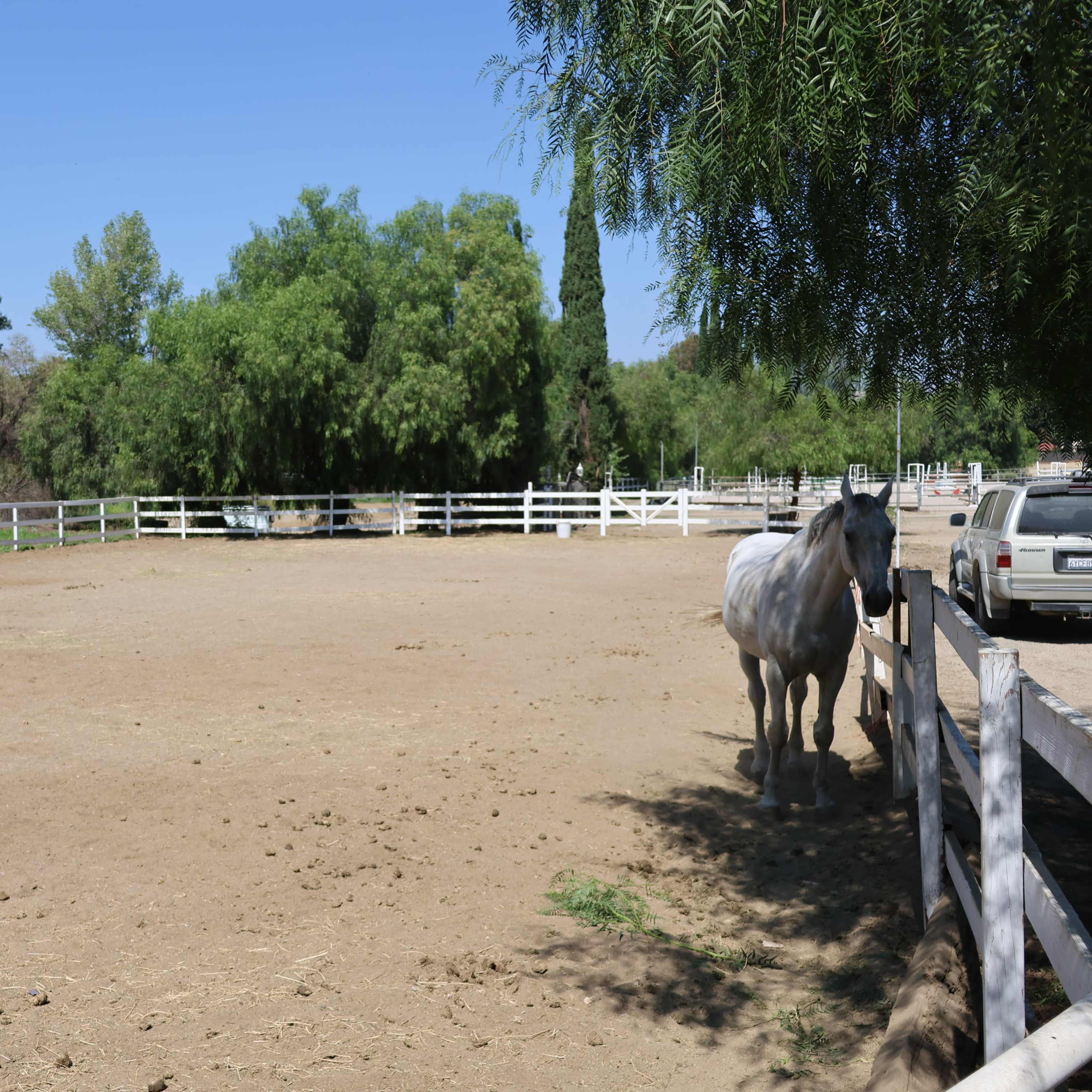 A white horse stands near a fenced dirt area with trees and parked vehicles in the background.