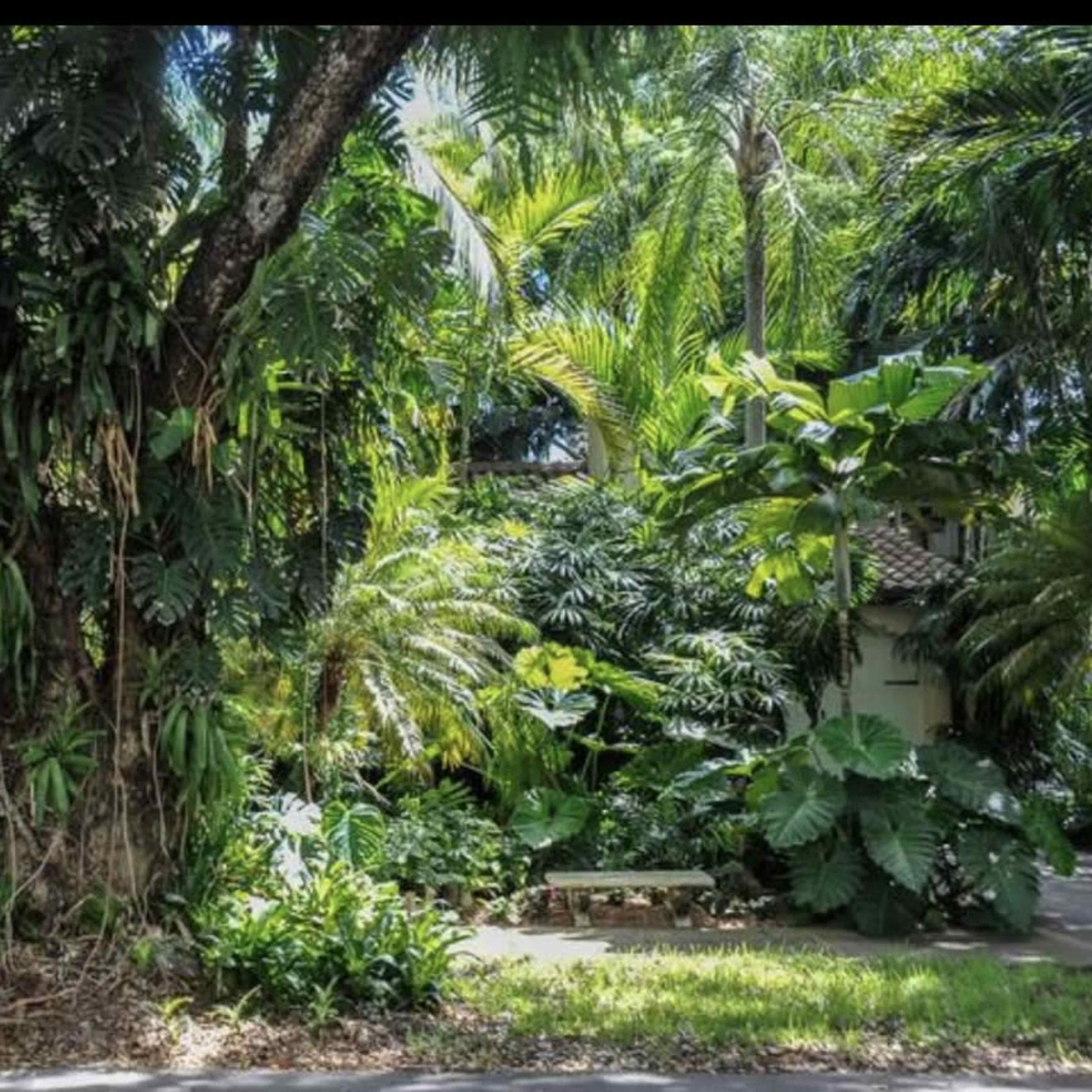 A dense tropical garden features a large tree surrounded by various lush plants and foliage.