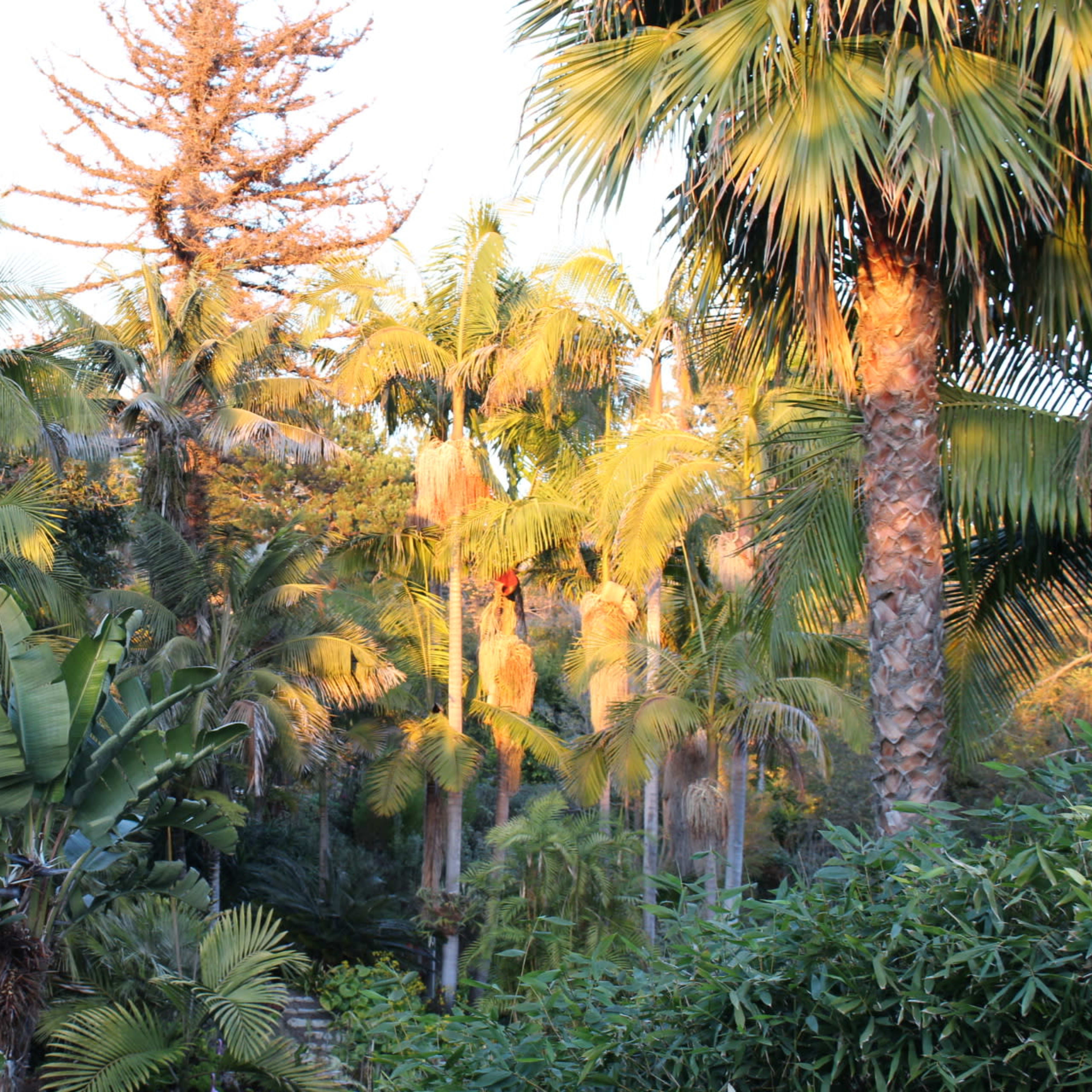 A lush collection of palm trees and tropical plants fills the scene, with sunlight filtering through the leaves.