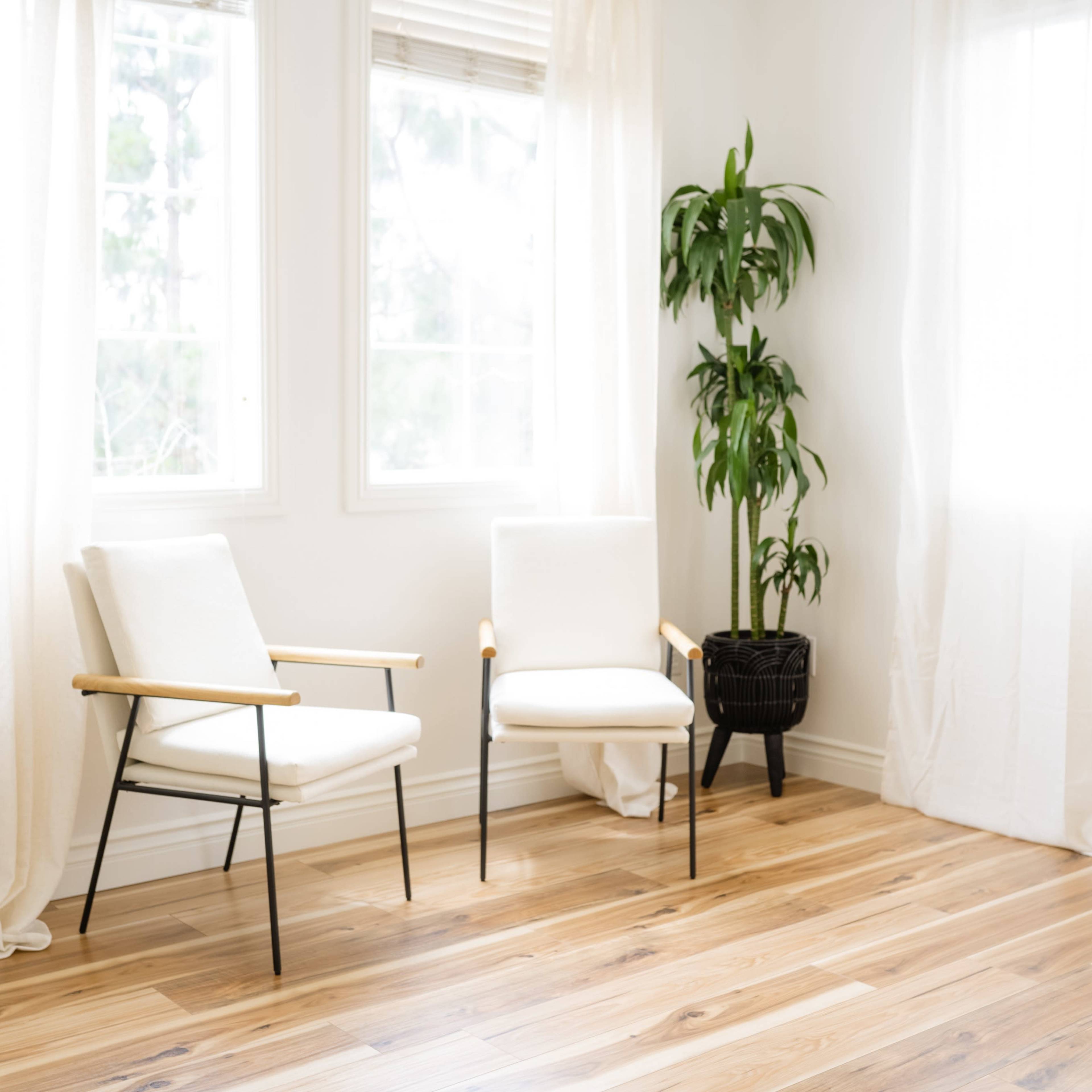 A bright room with two white chairs, a potted plant in the corner, and large windows with sheer curtains.