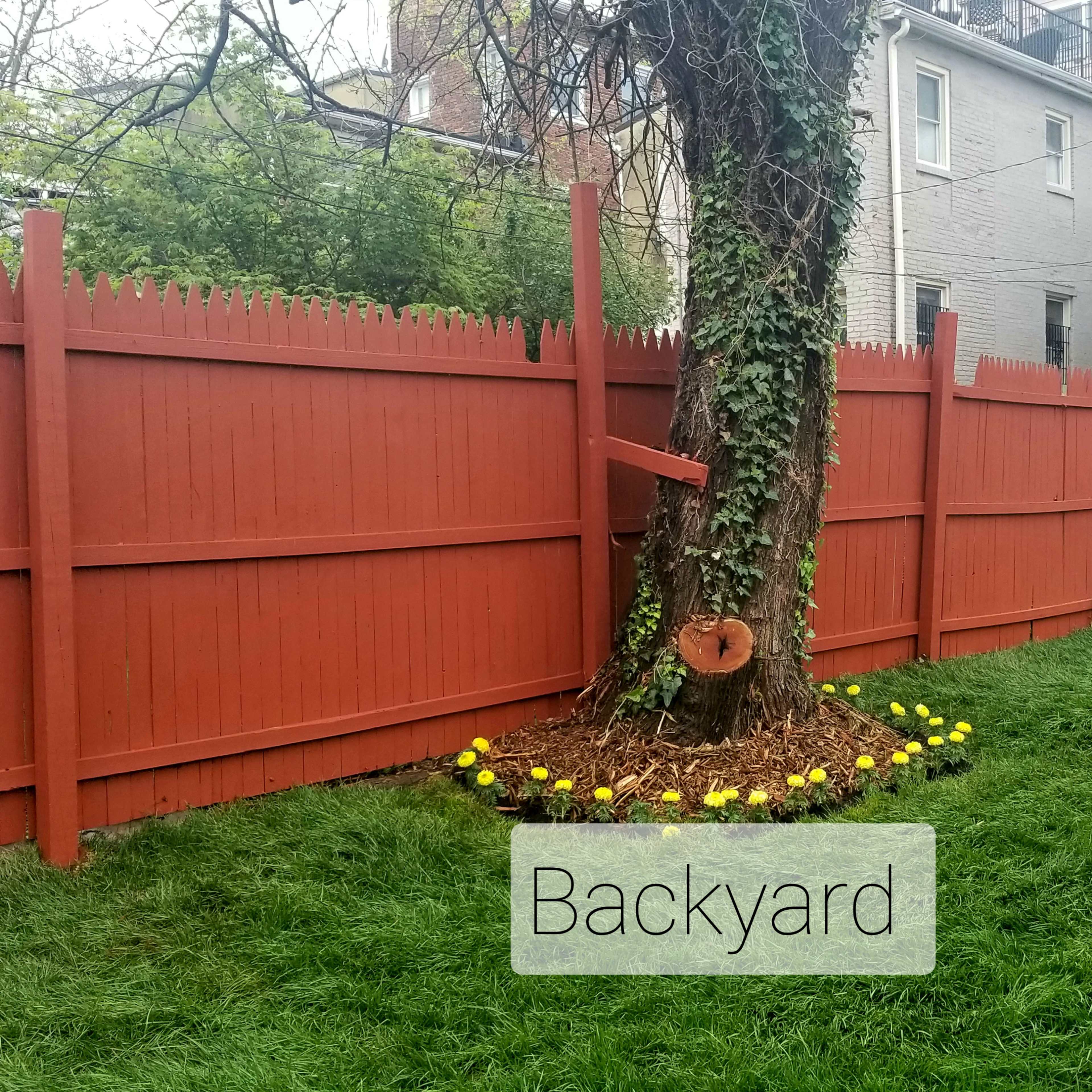A backyard features a large tree surrounded by flowers and a red wooden fence.