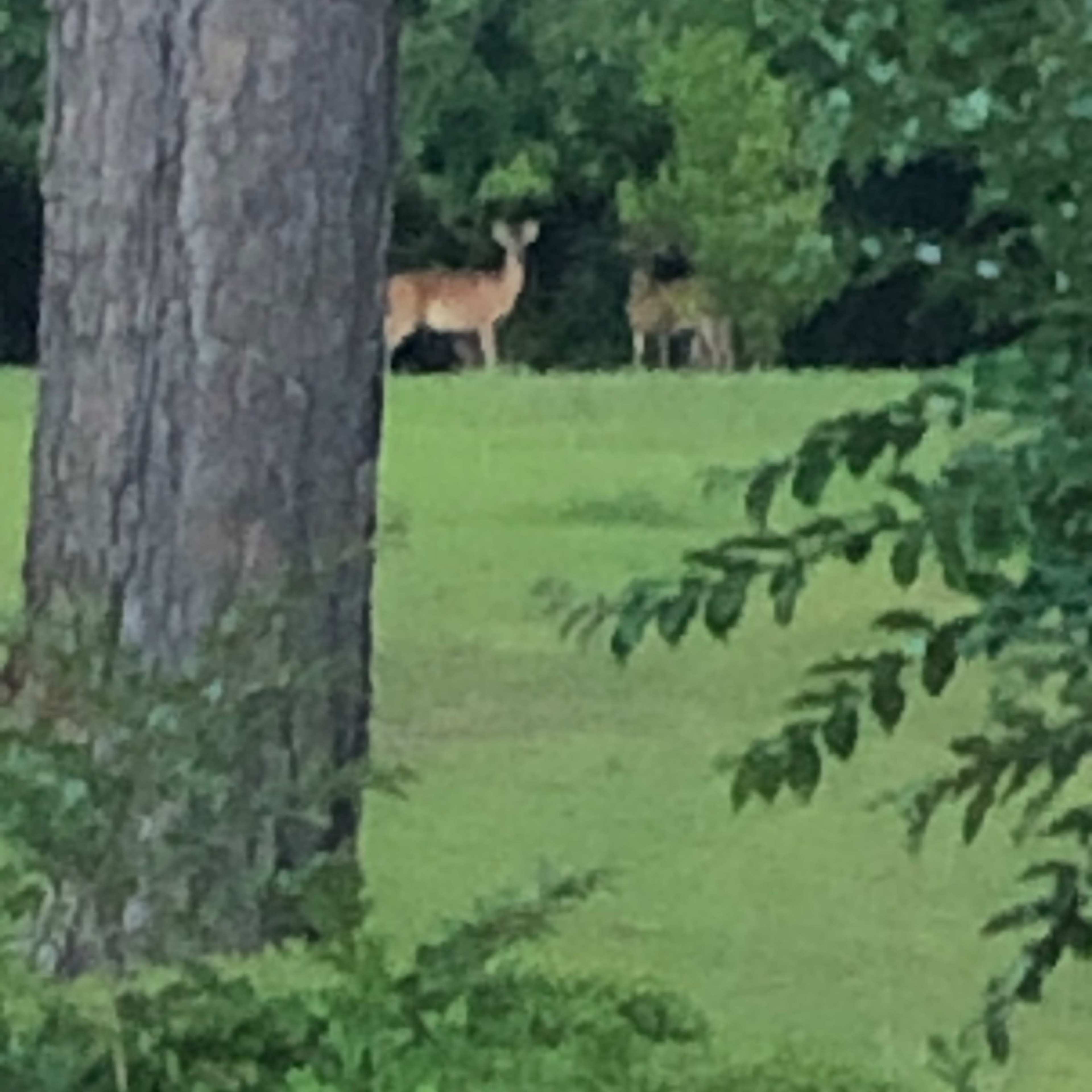 Two deer stand in a grassy area near trees.