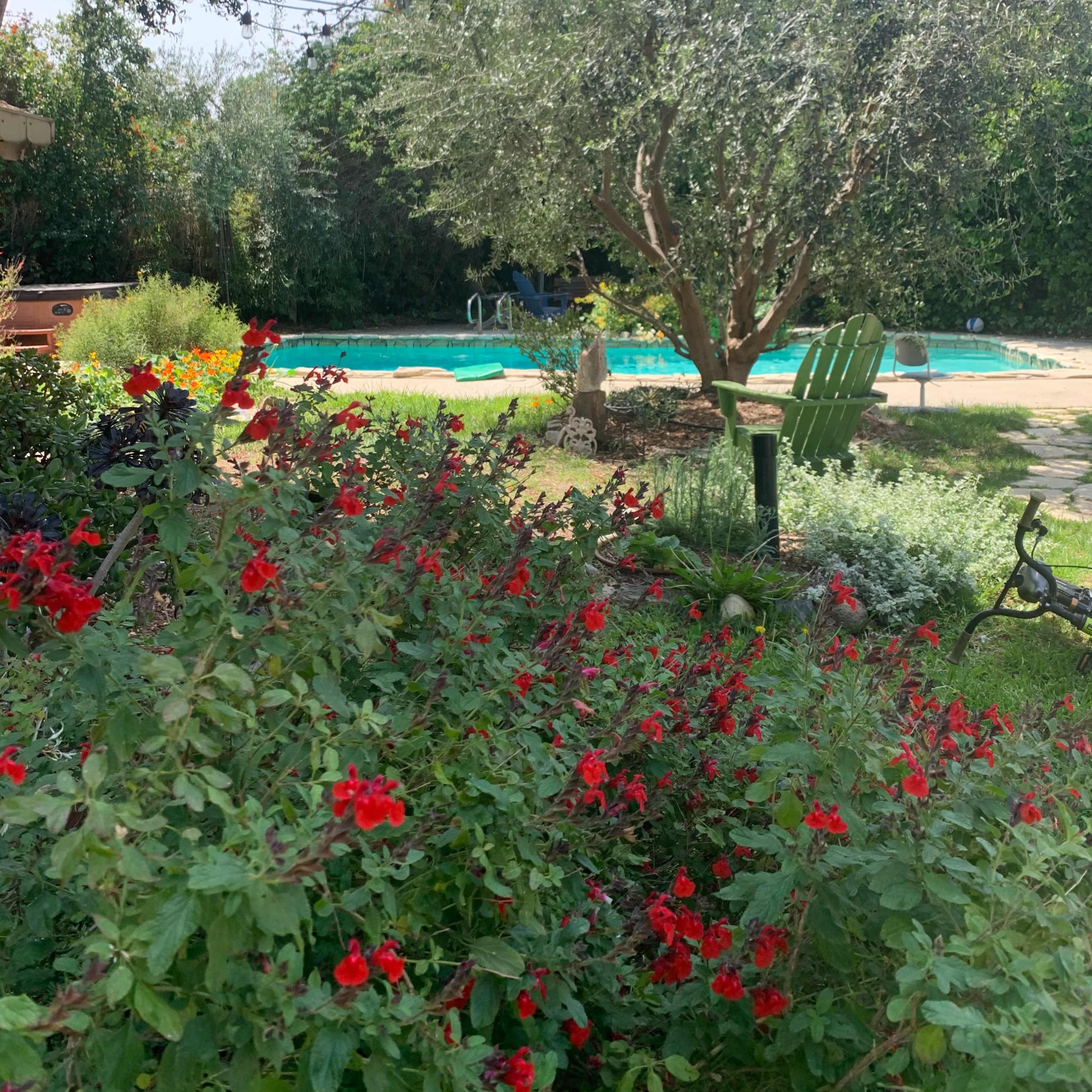 A vibrant garden with red flowers leads to a swimming pool surrounded by greenery and trees.