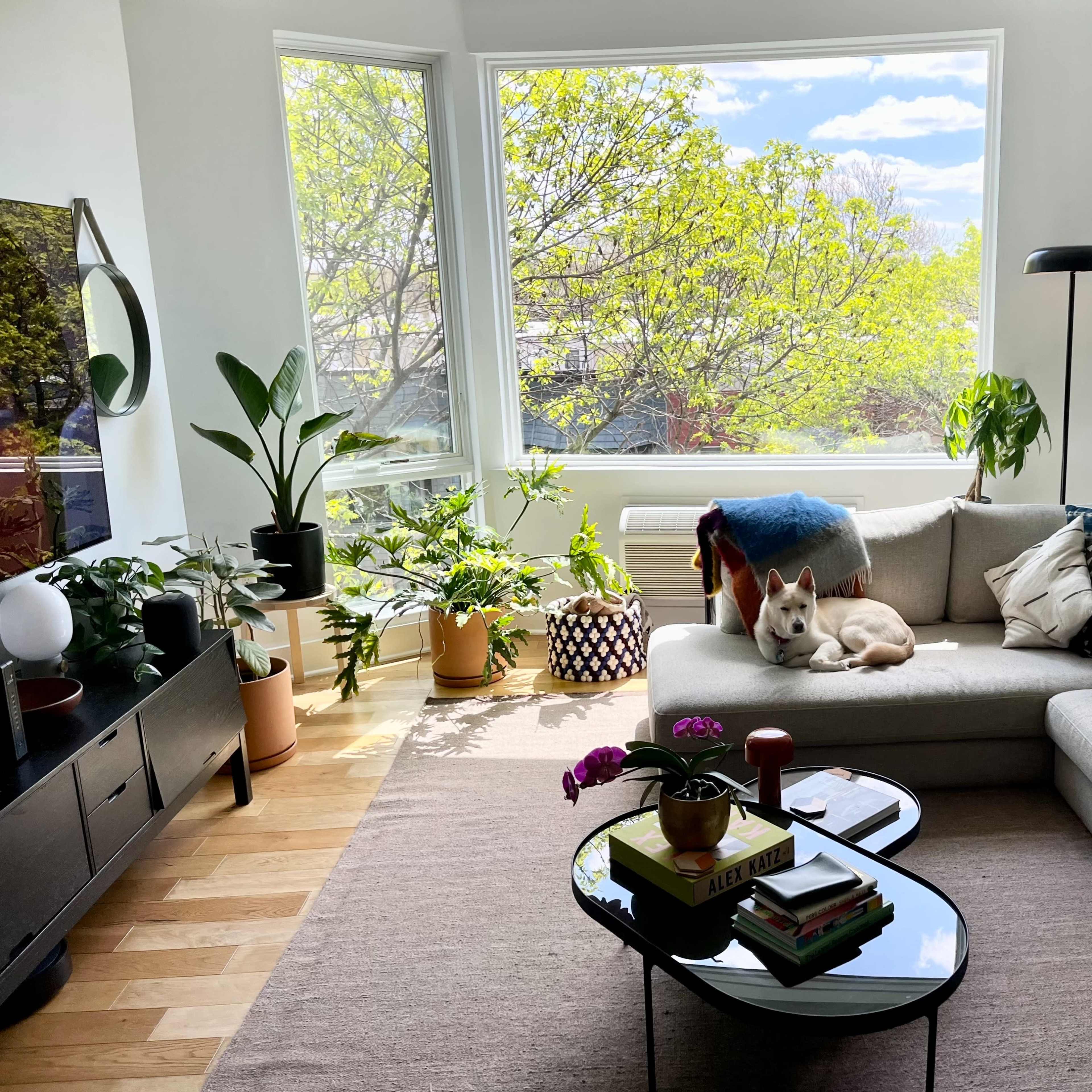 A spacious living room features a light-colored sectional sofa, a coffee table with books, and several potted plants, with a dog resting comfortably on the couch beside a large window.