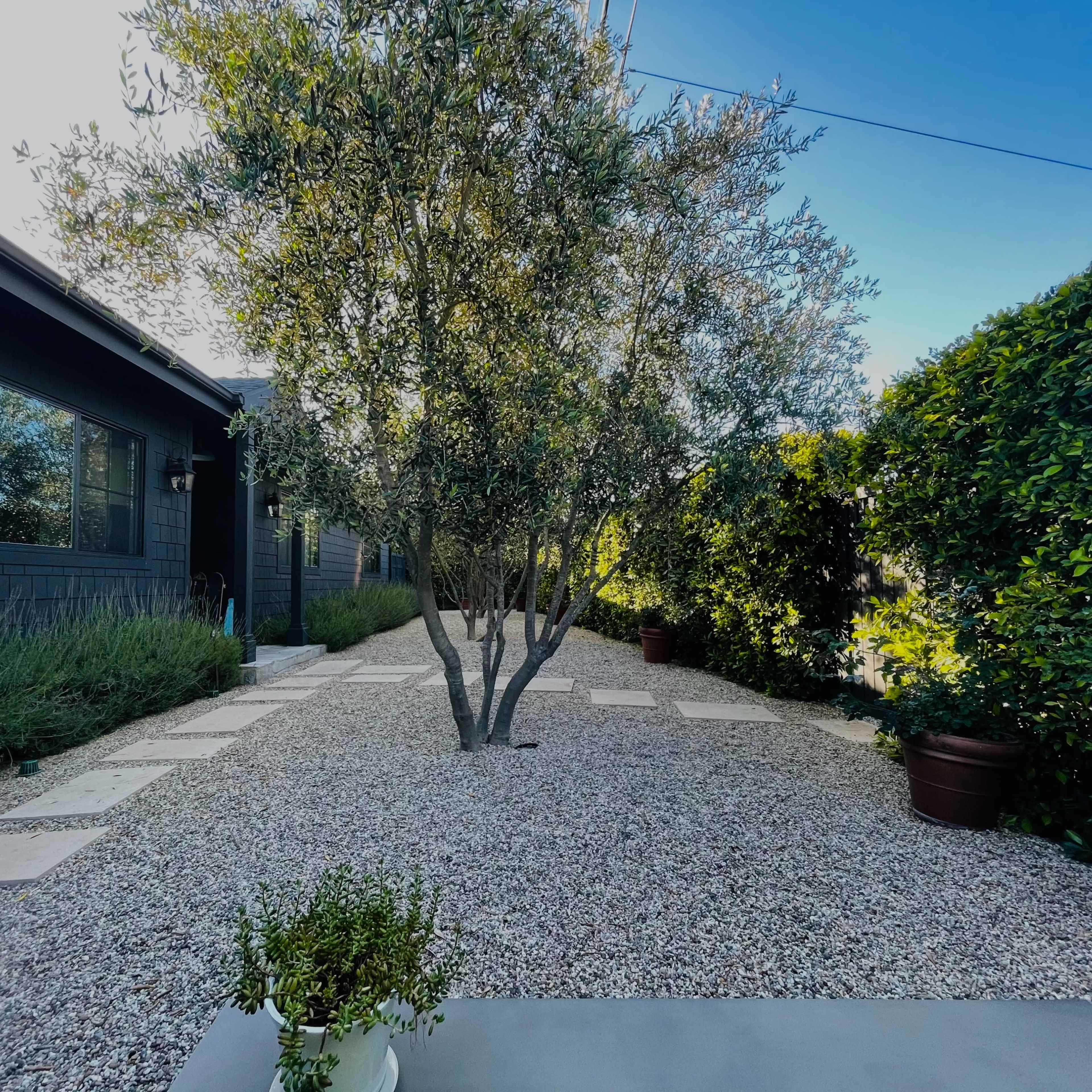 The scene shows a landscaped garden with a gravel pathway, two olive trees, and potted plants, bordered by low shrubs and a modern building on one side.