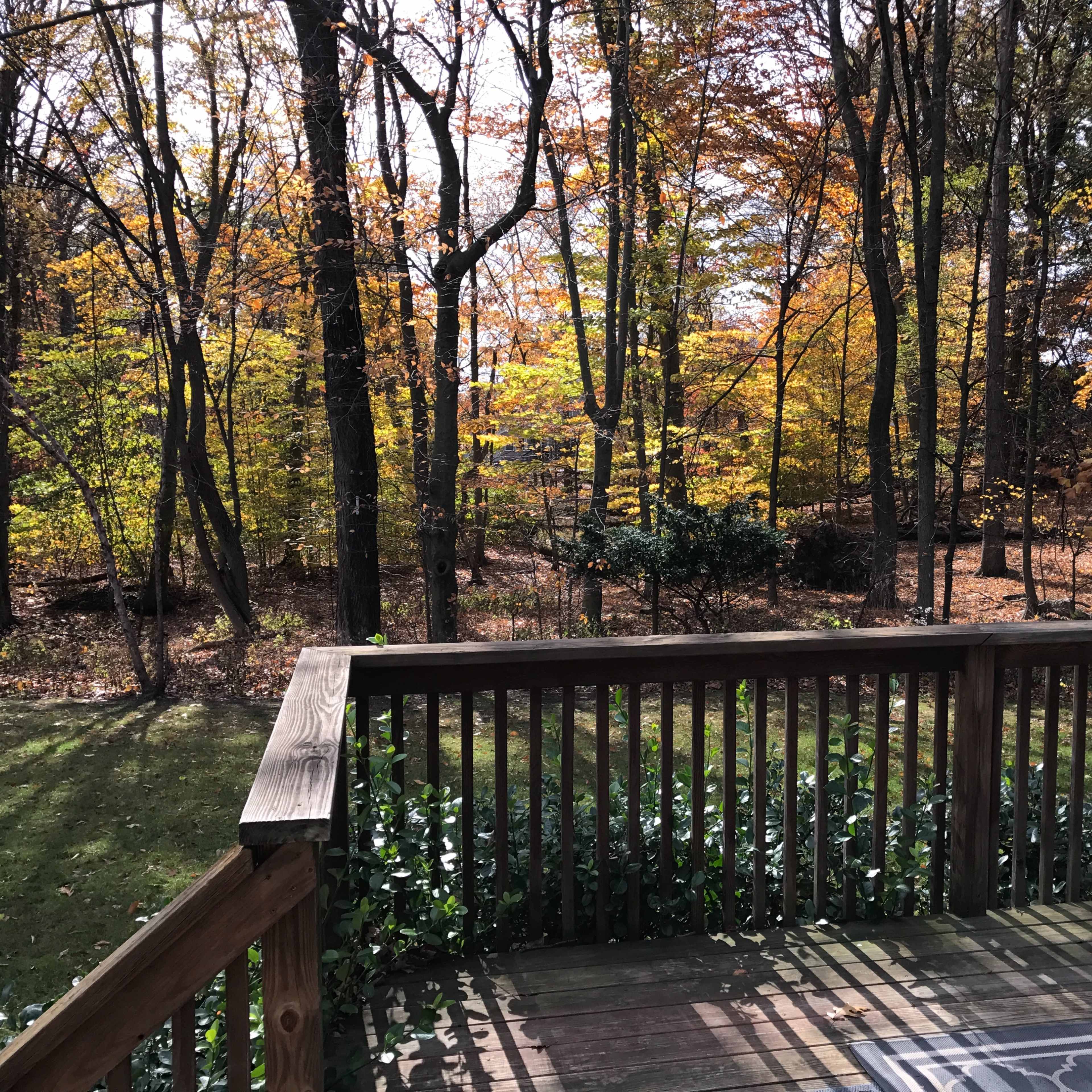 A wooden deck overlooks a forest filled with autumn-colored trees.