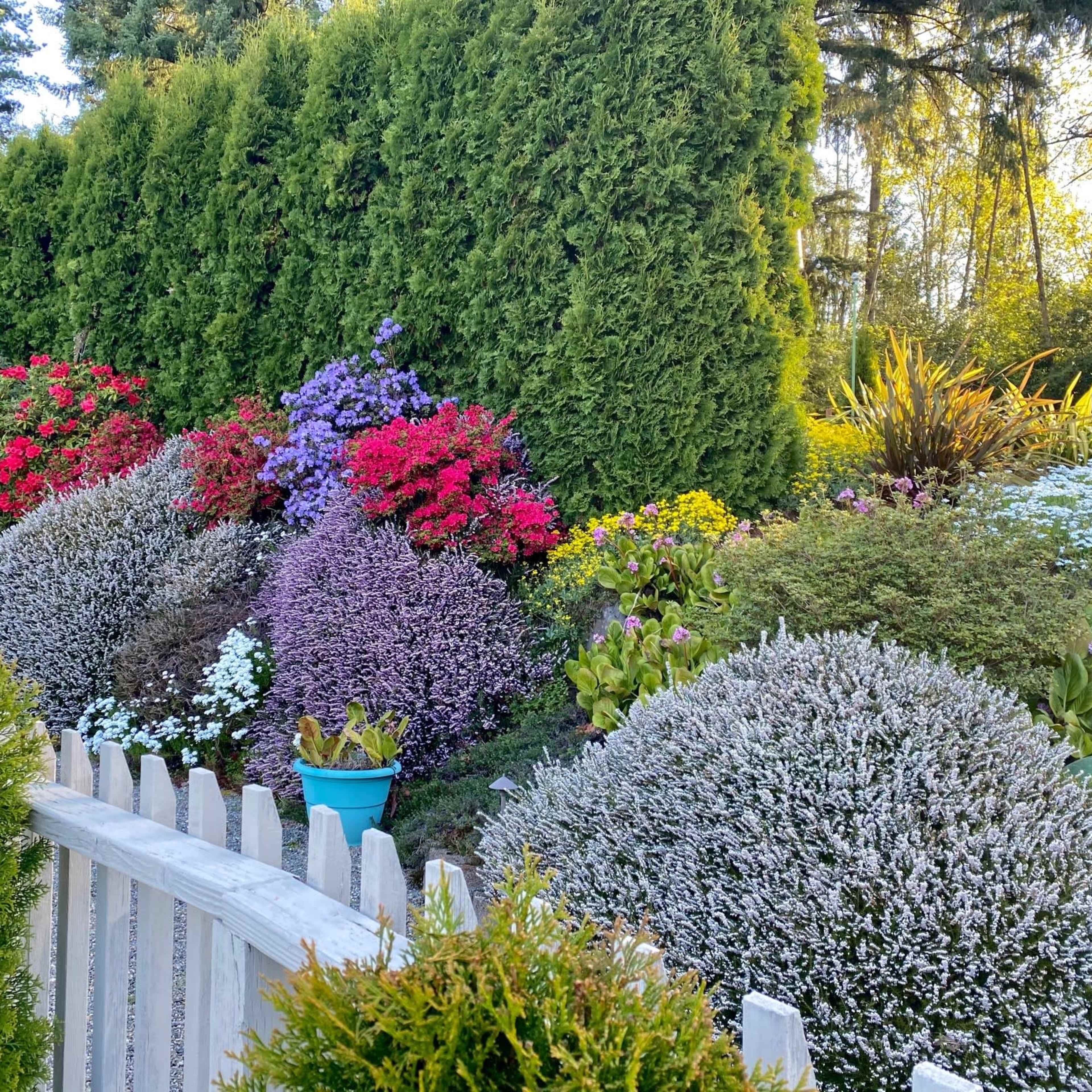 A vibrant garden features various flowering shrubs and plants, surrounded by a white picket fence.